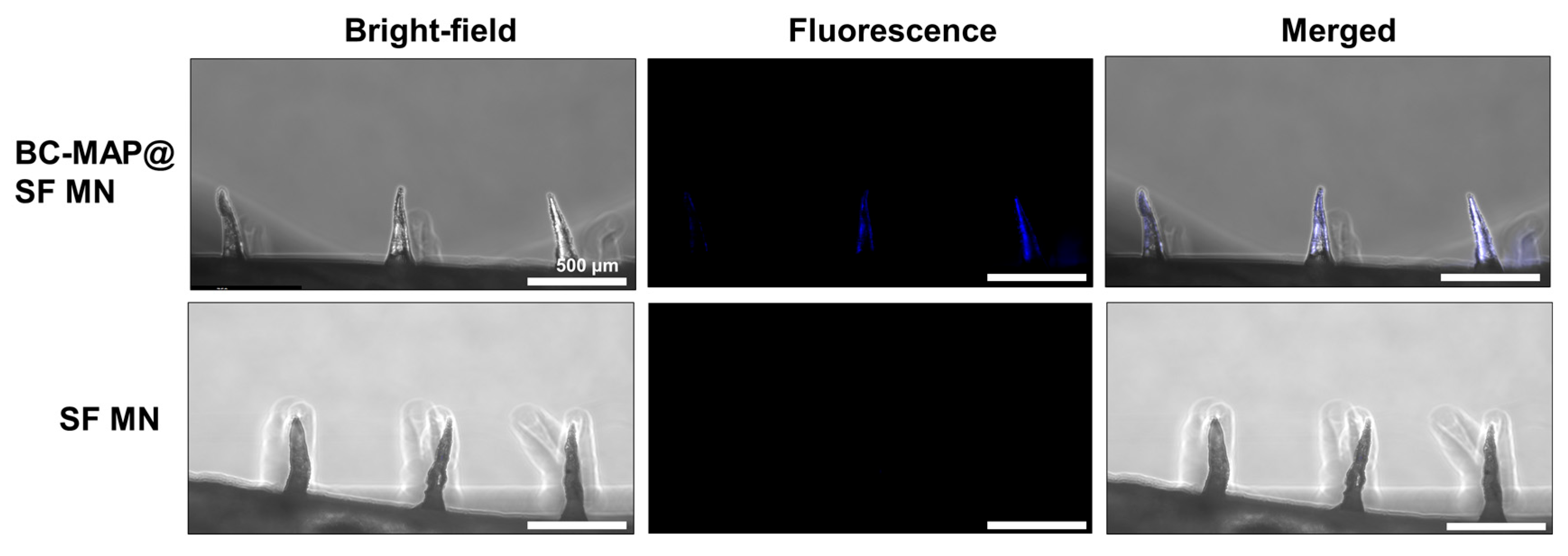 Biomimetics 10 00798 g007