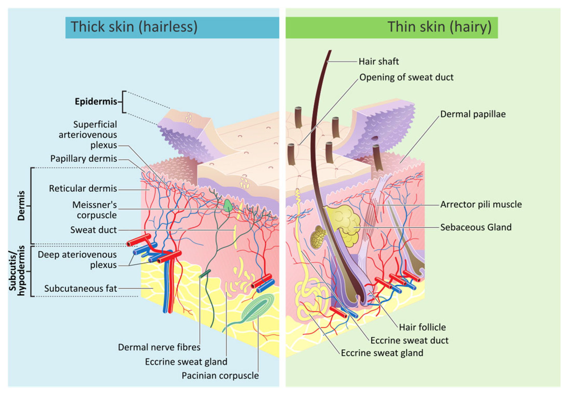 Biomimetics 11 00004 g002