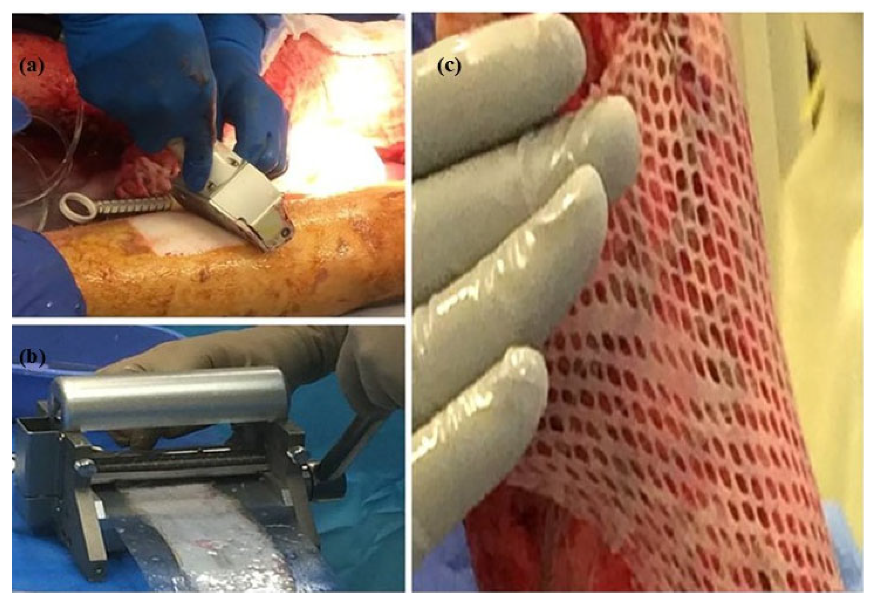 Biomimetics 11 00004 g005