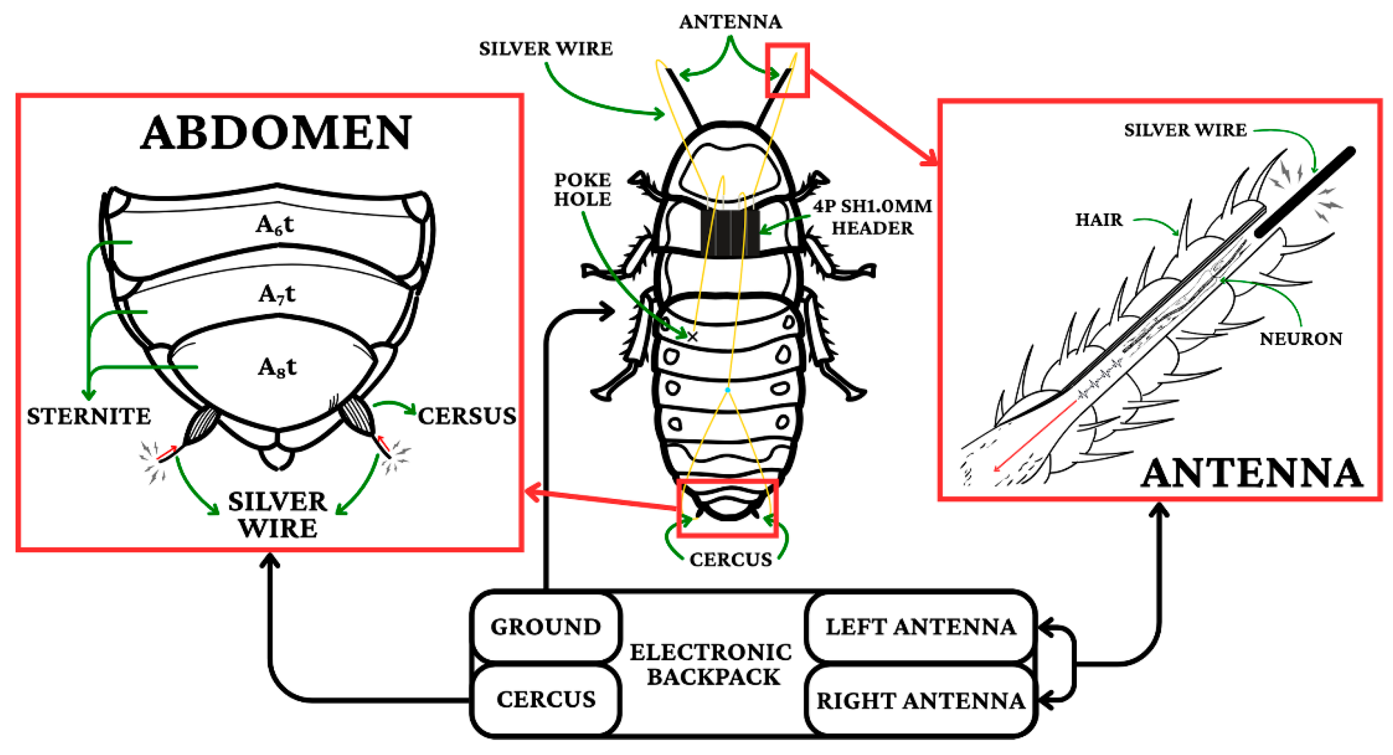 Biomimetics 11 00013 g001