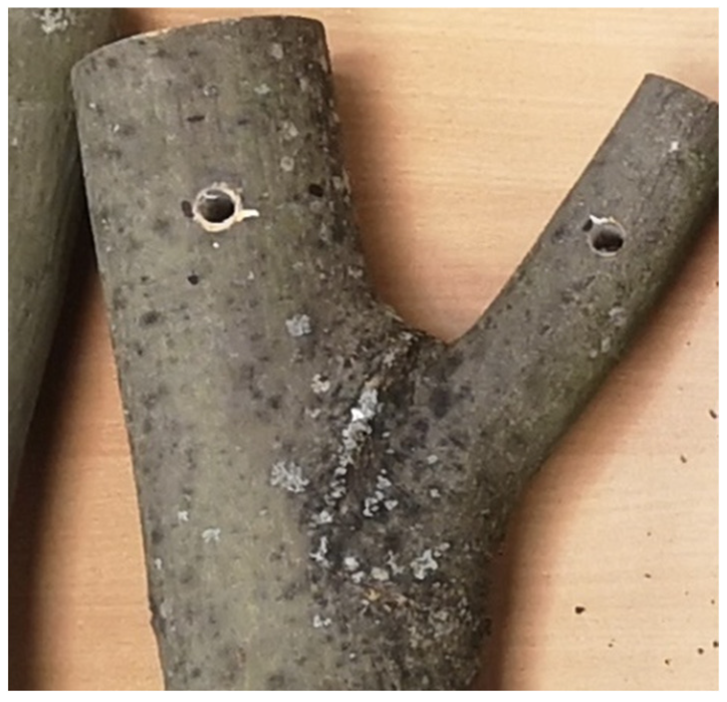 Biomimetics 11 00015 g001 Biomimetics 11 00015 g001