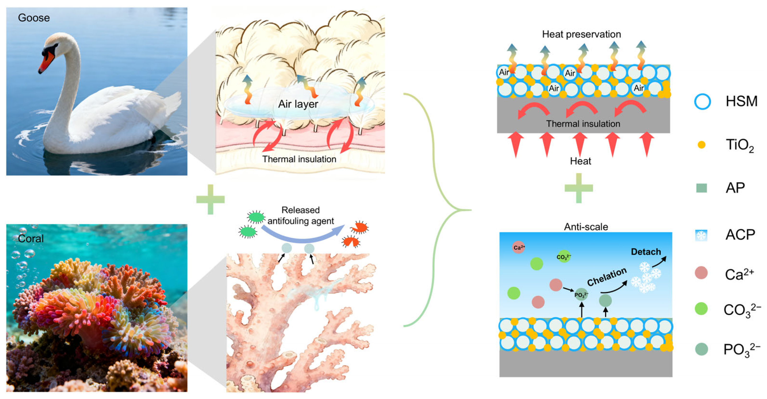 Biomimetics 11 00022 g001