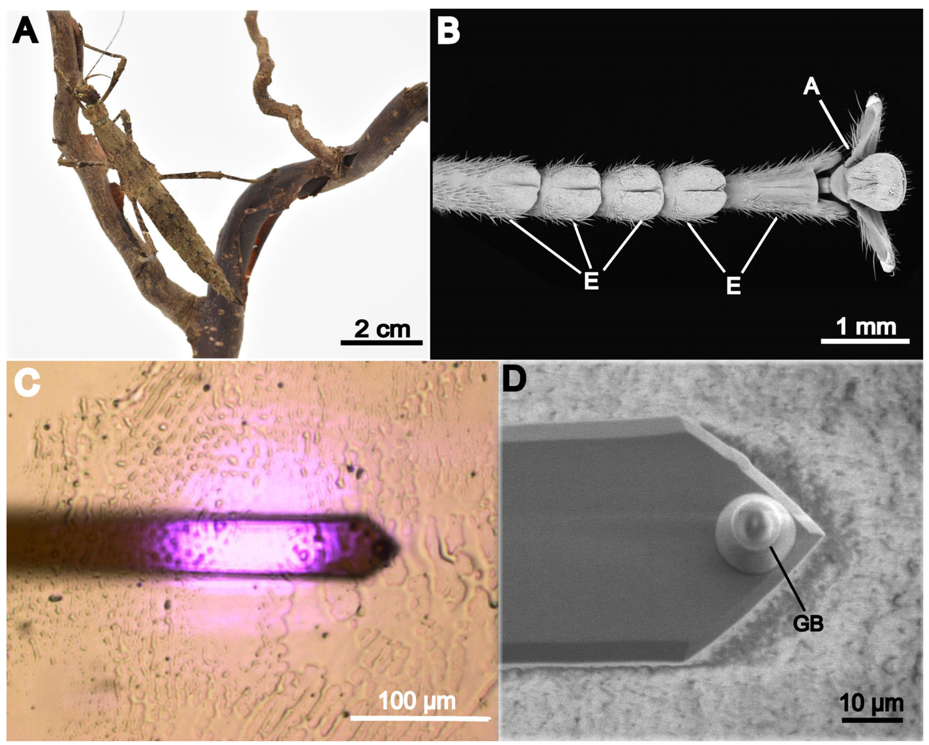 Biomimetics 11 00042 g001