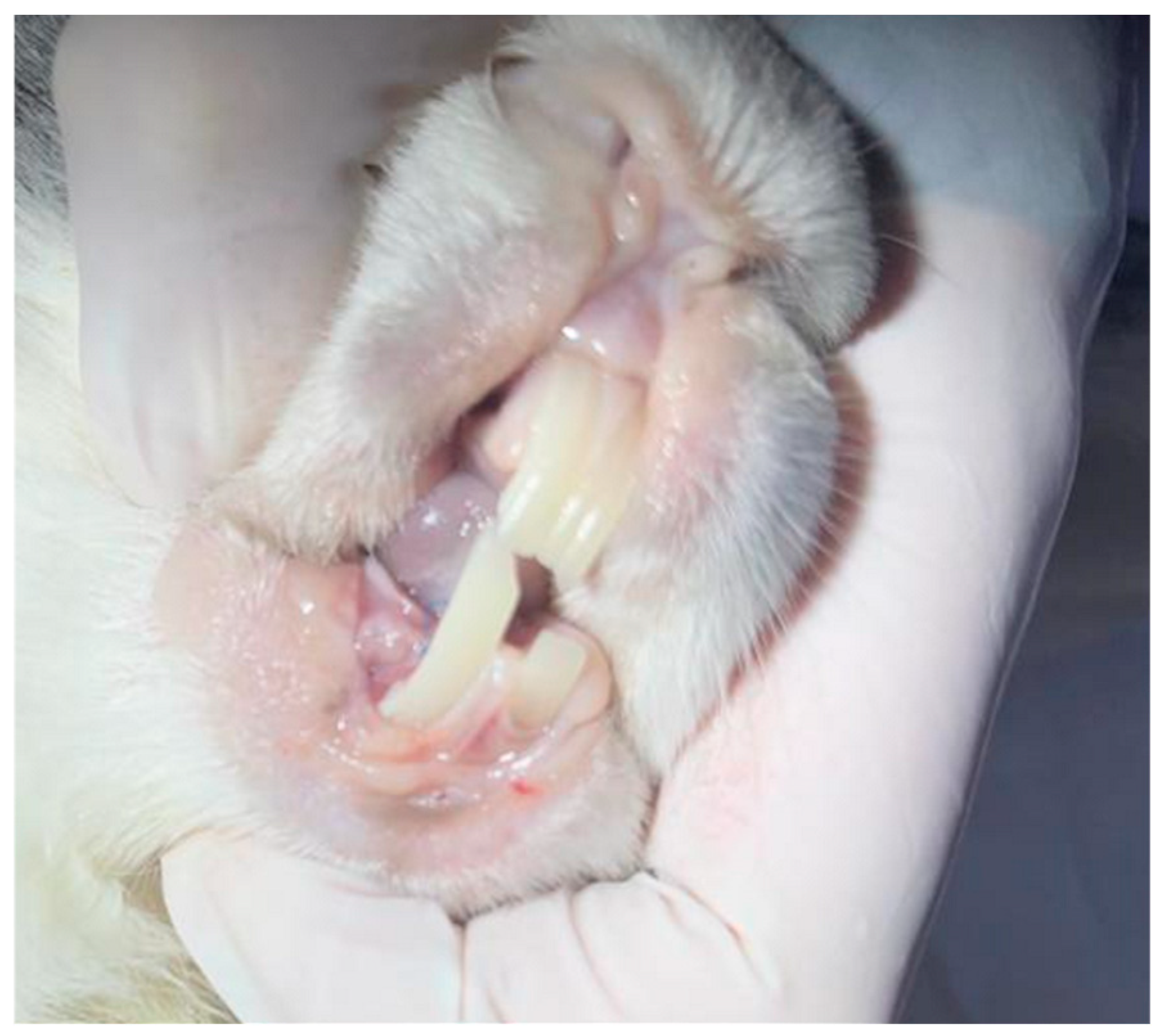 Biomimetics 11 00091 g005