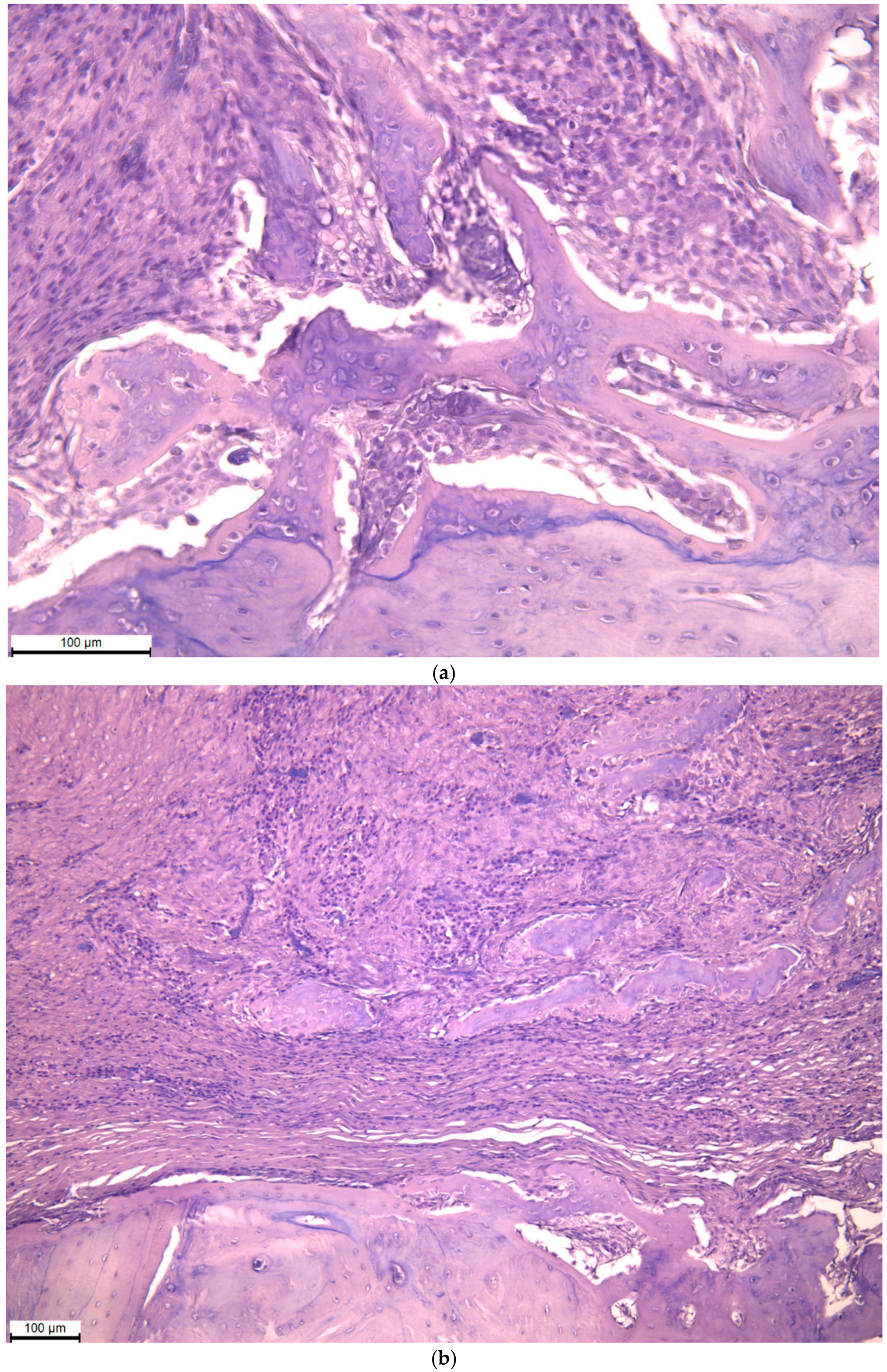 Biomimetics 11 00091 g006