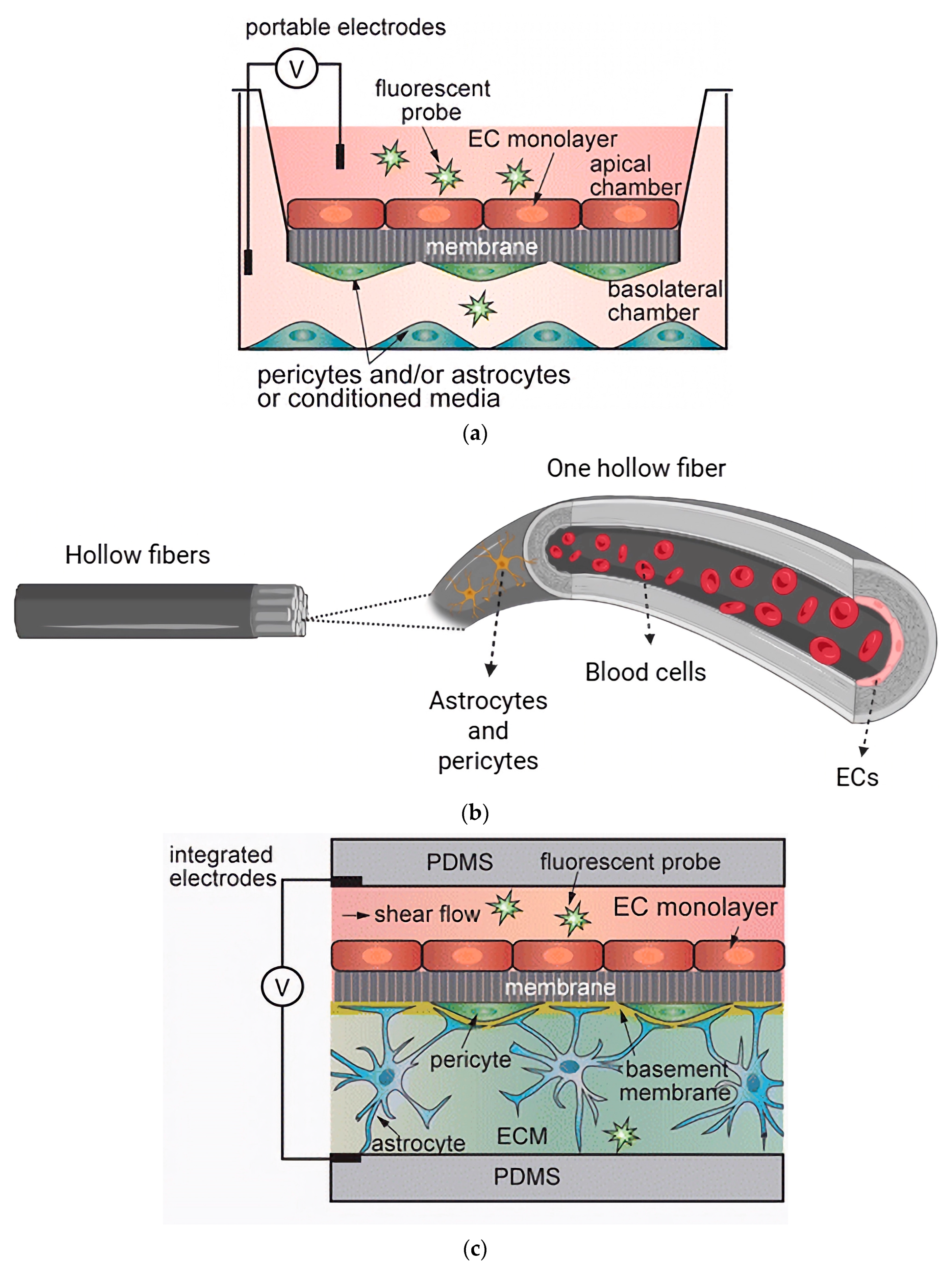 Biomimetics 11 00119 g003