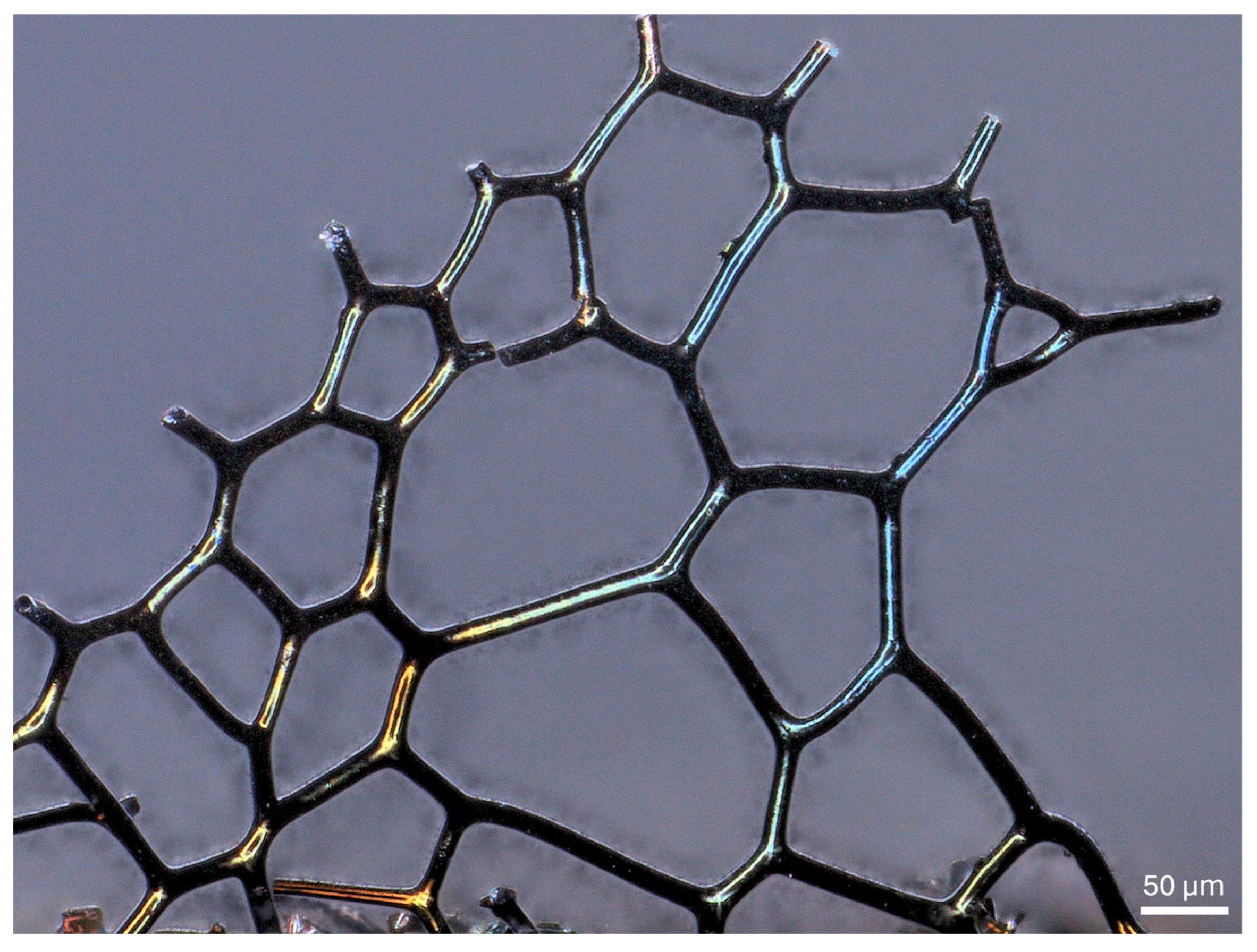 Biomimetics 11 00124 g010