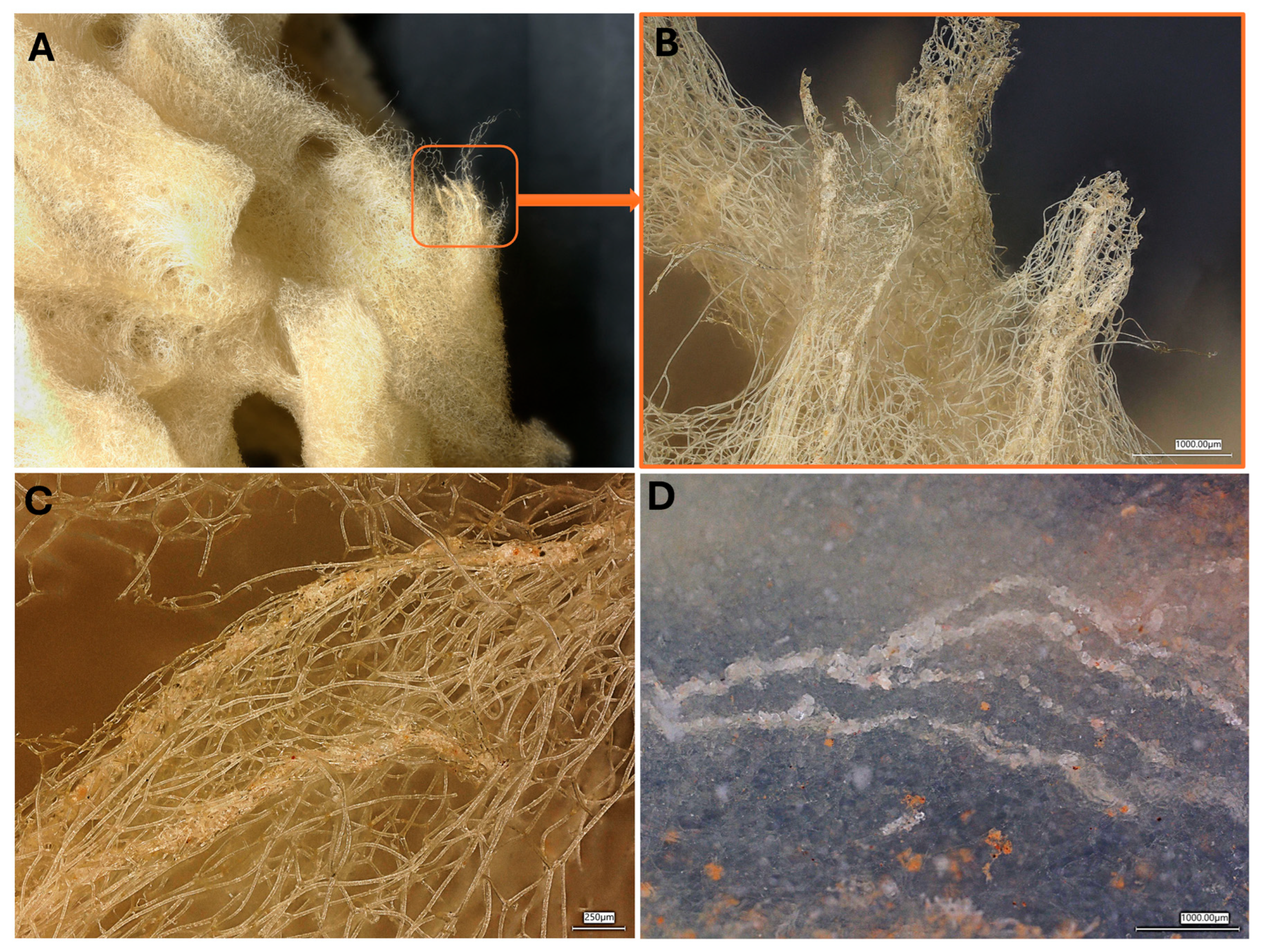 Biomimetics 11 00124 g011