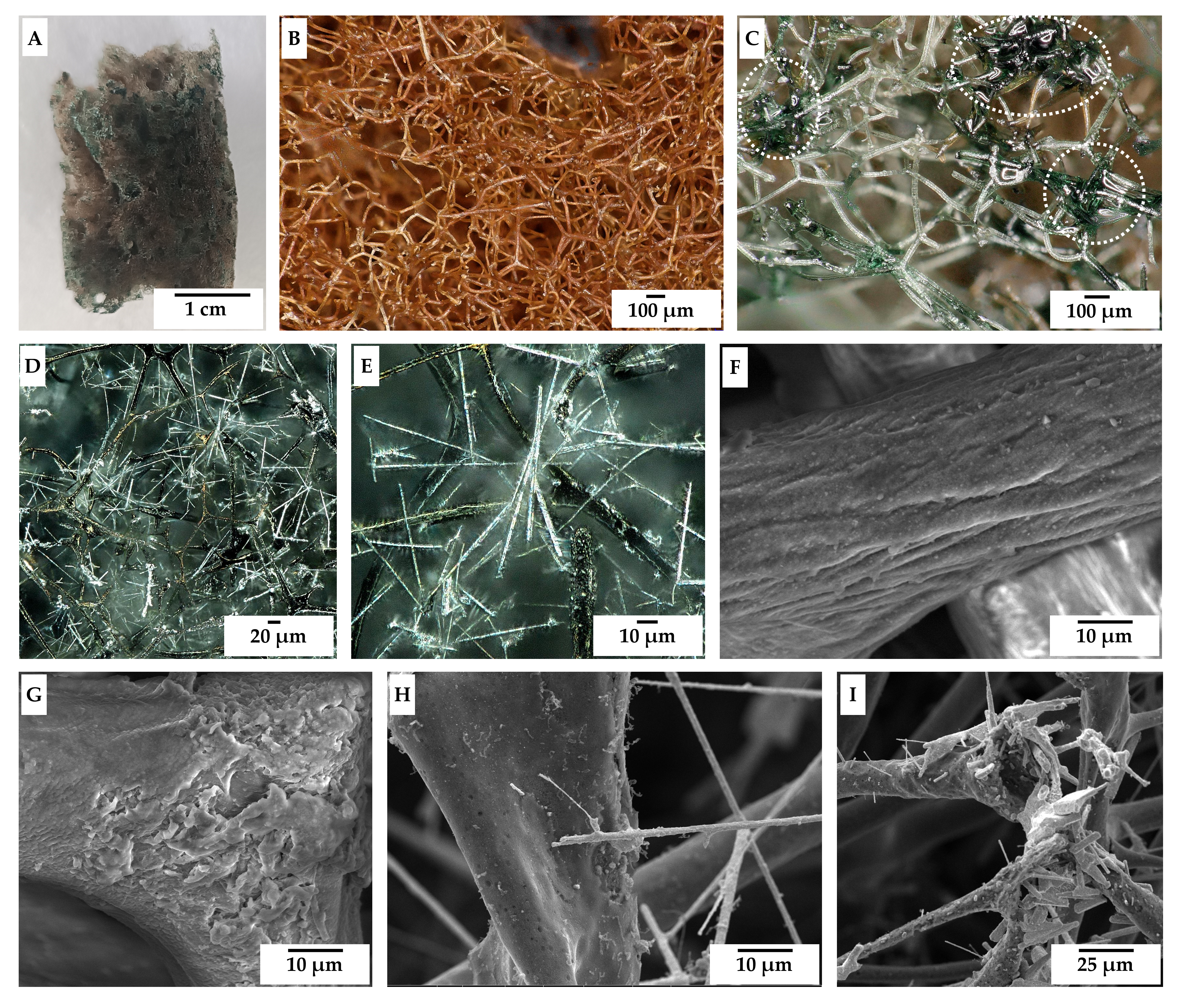 Biomimetics 11 00124 g023
