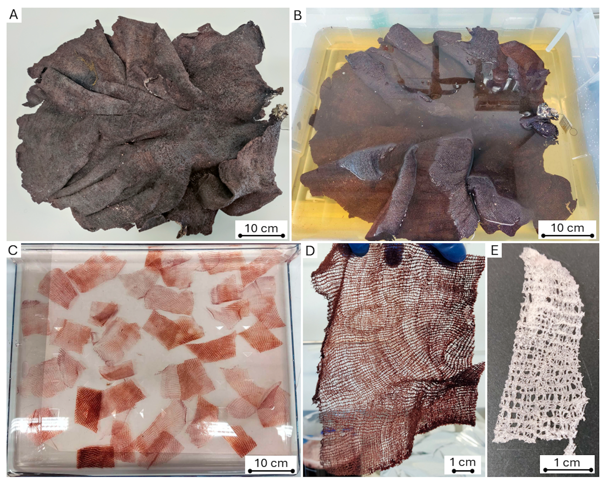 Biomimetics 11 00124 g036