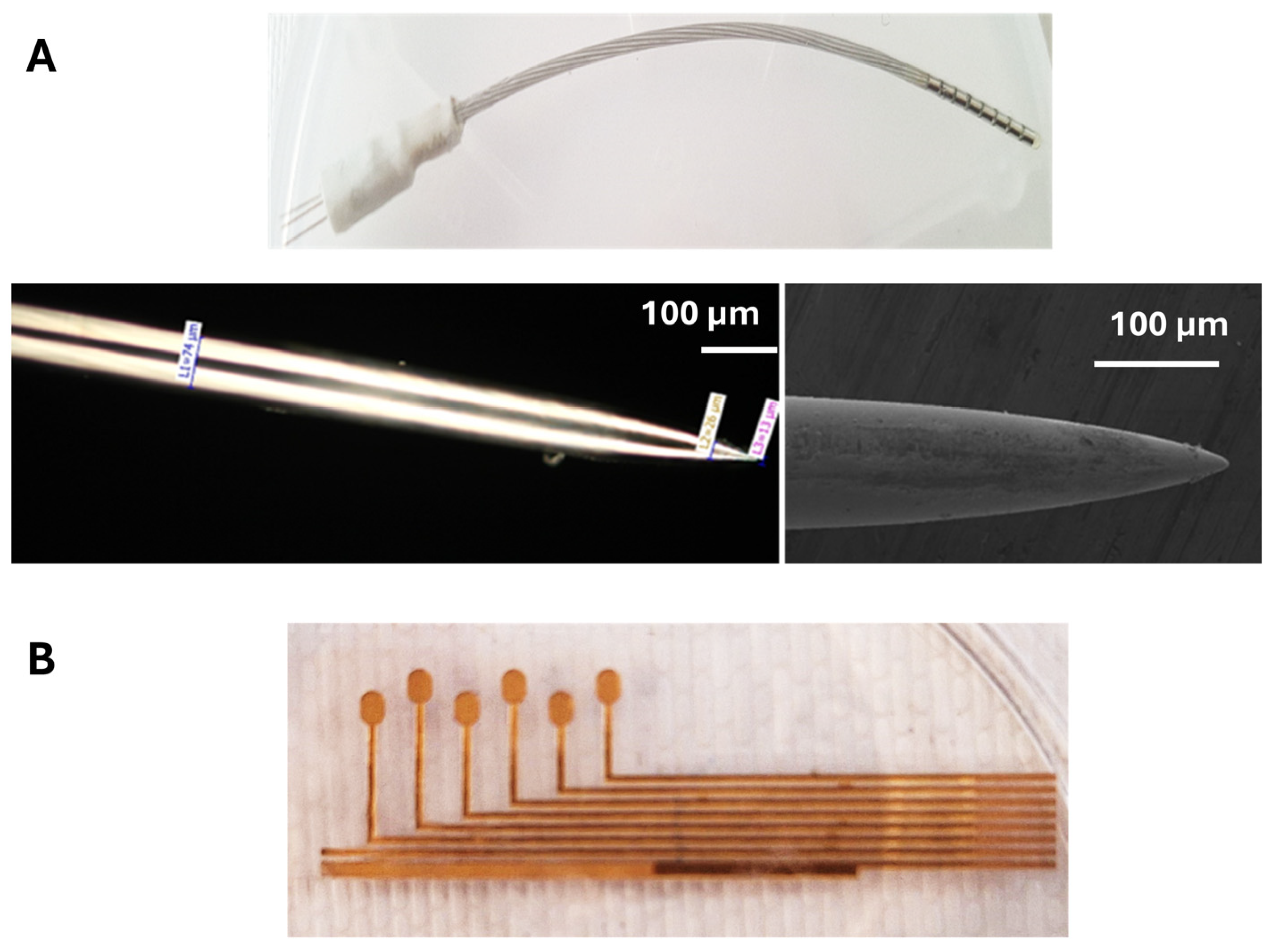 Biomimetics 11 00147 g001