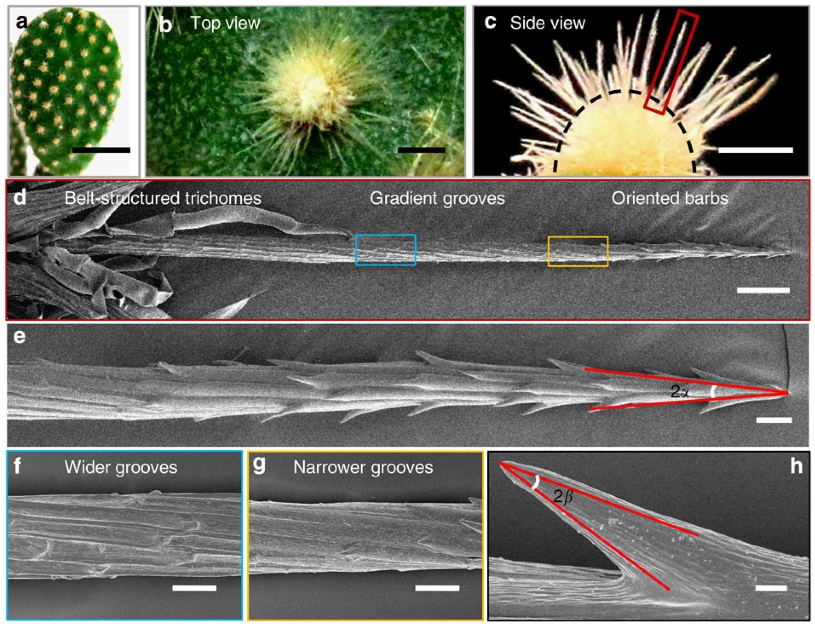 Biomimetics 11 00181 g002 Biomimetics 11 00181 g002