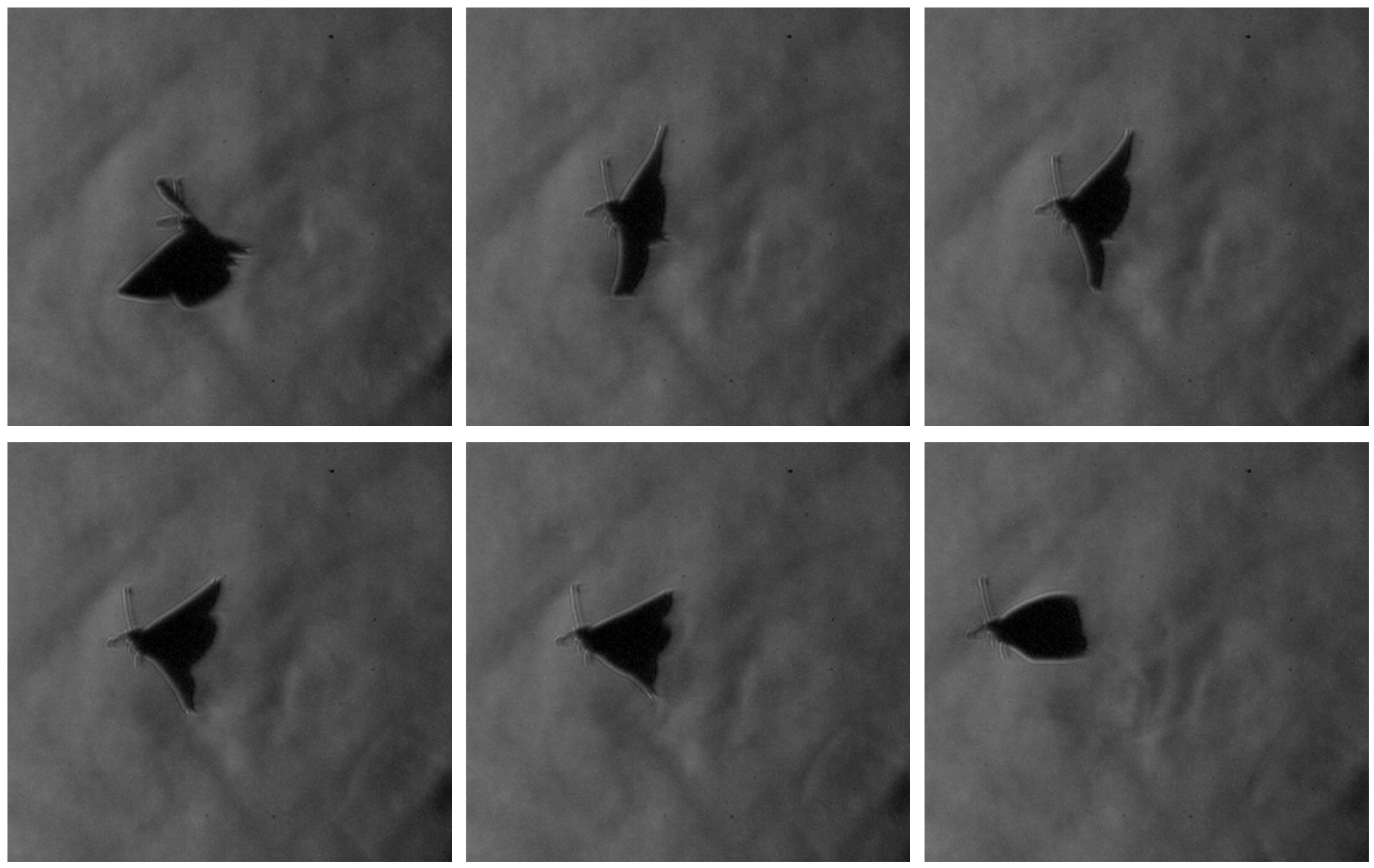 Biomimetics 11 00184 g011 Biomimetics 11 00184 g011