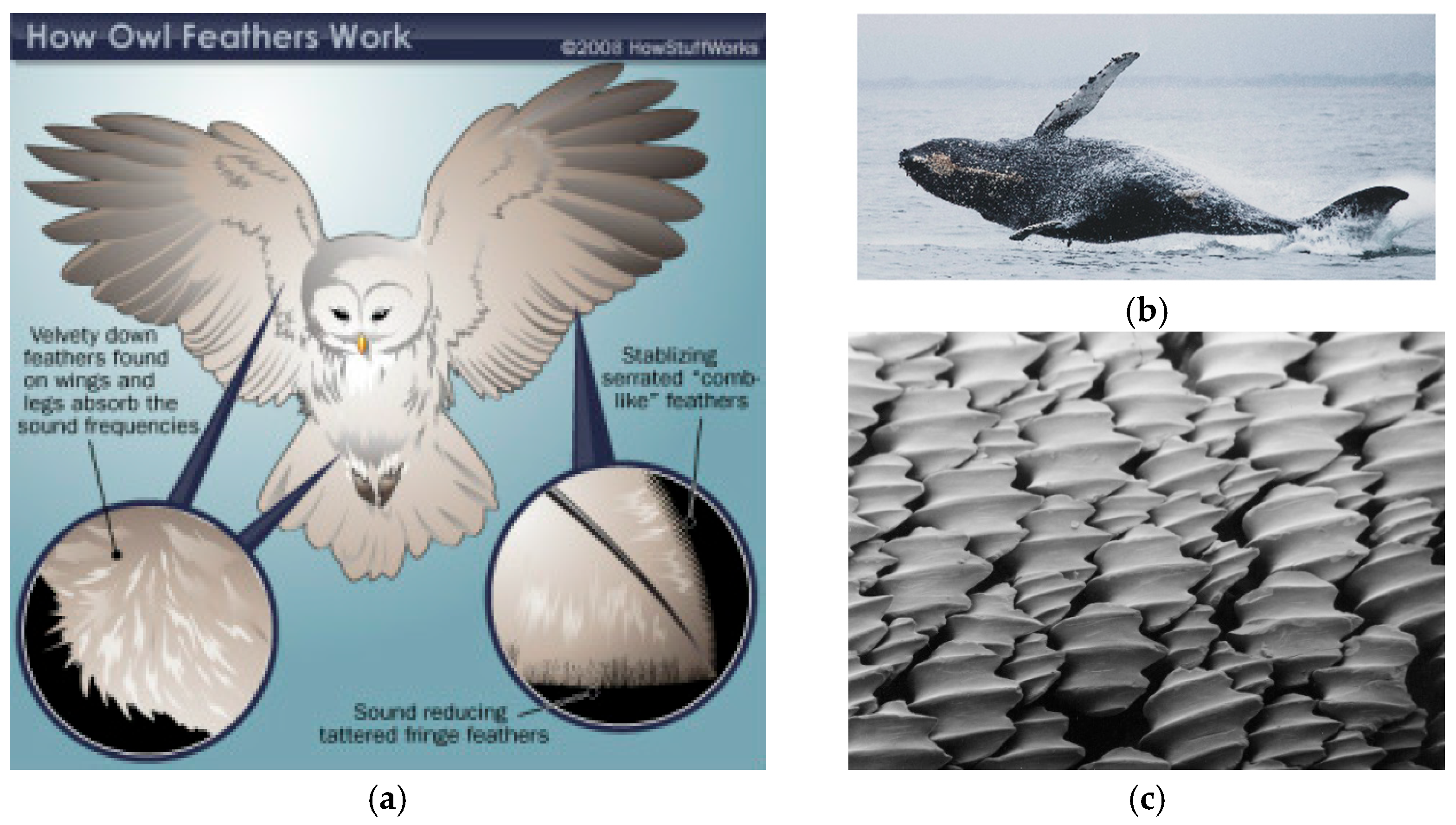Biomimetics 11 00199 g001