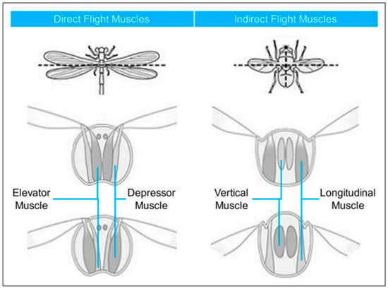 Bridging Biology and Engineering: Unsteady Aerodynamics and Biomimetic ...