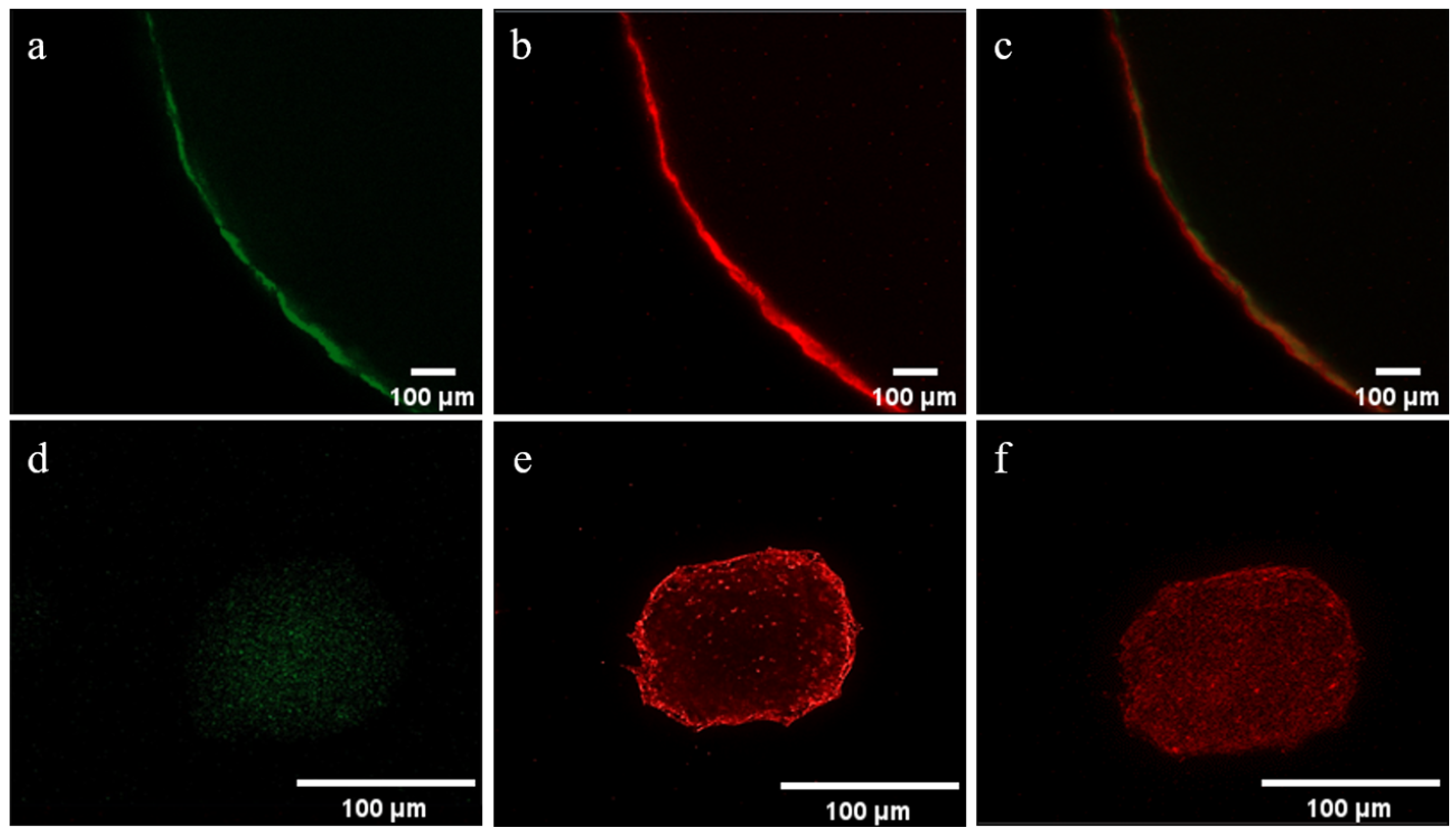 Biomimetics 11 00353 g001