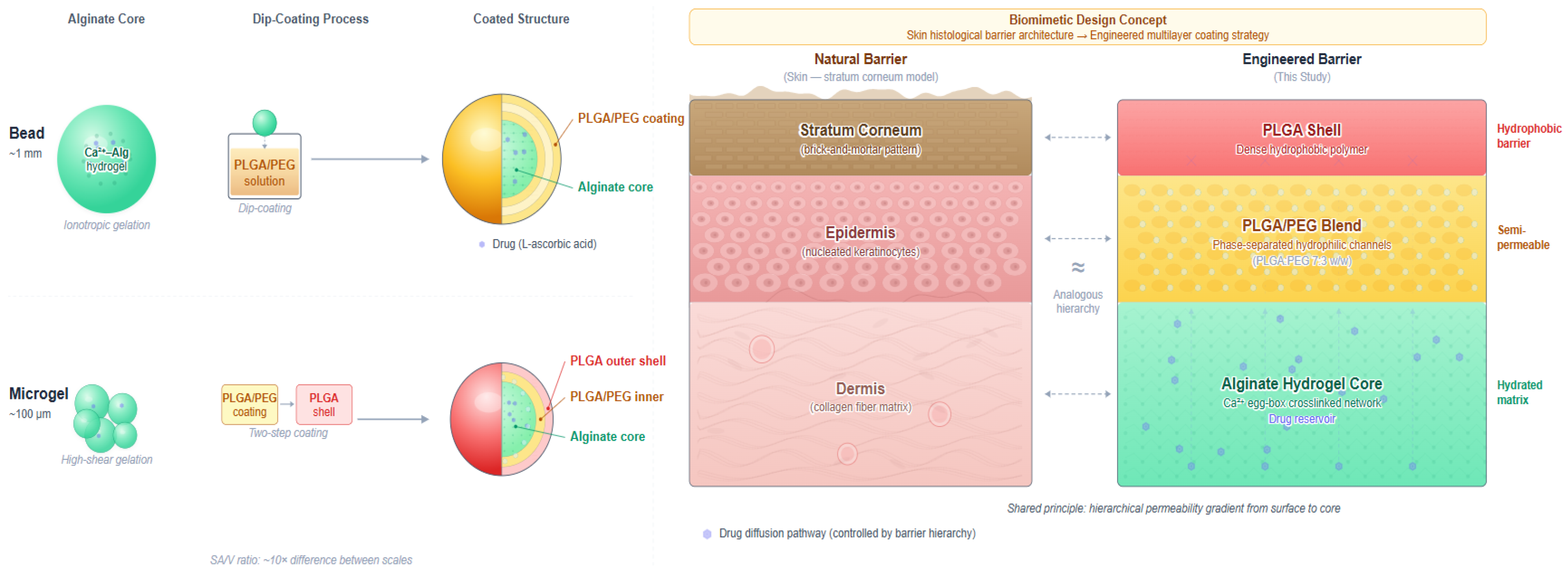Biomimetics 11 00353 sch001