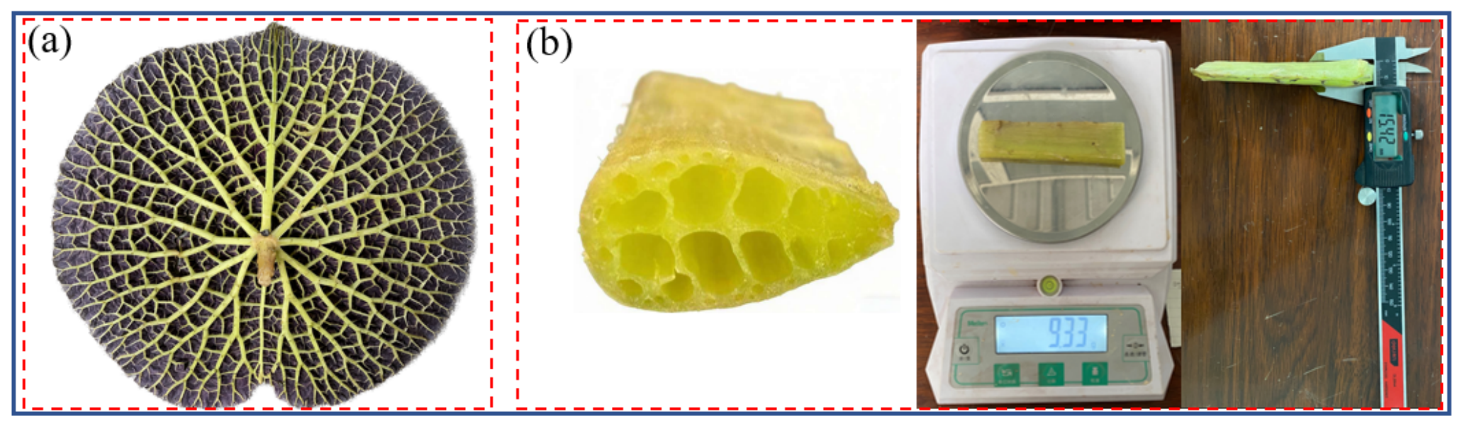 Biomimetics 11 00354 g001 Biomimetics 11 00354 g001