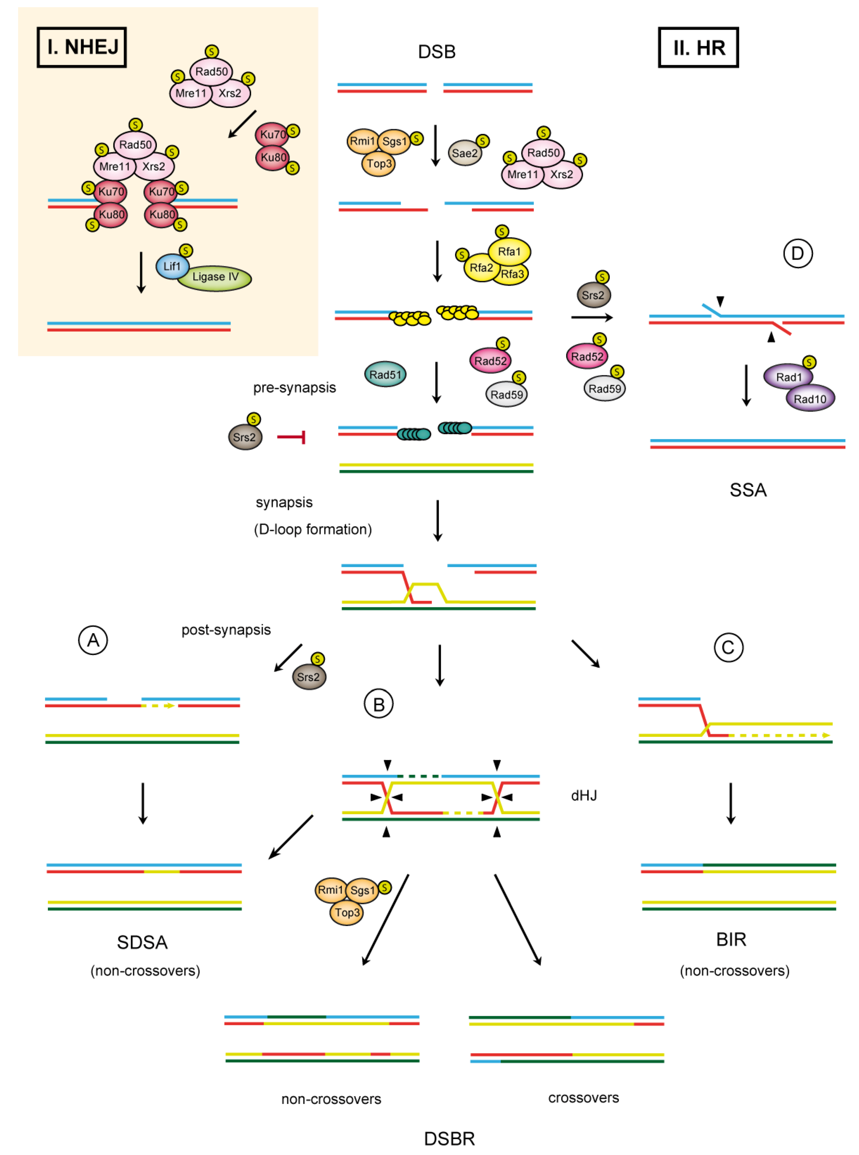 Biomolecules 02 00350 g001
