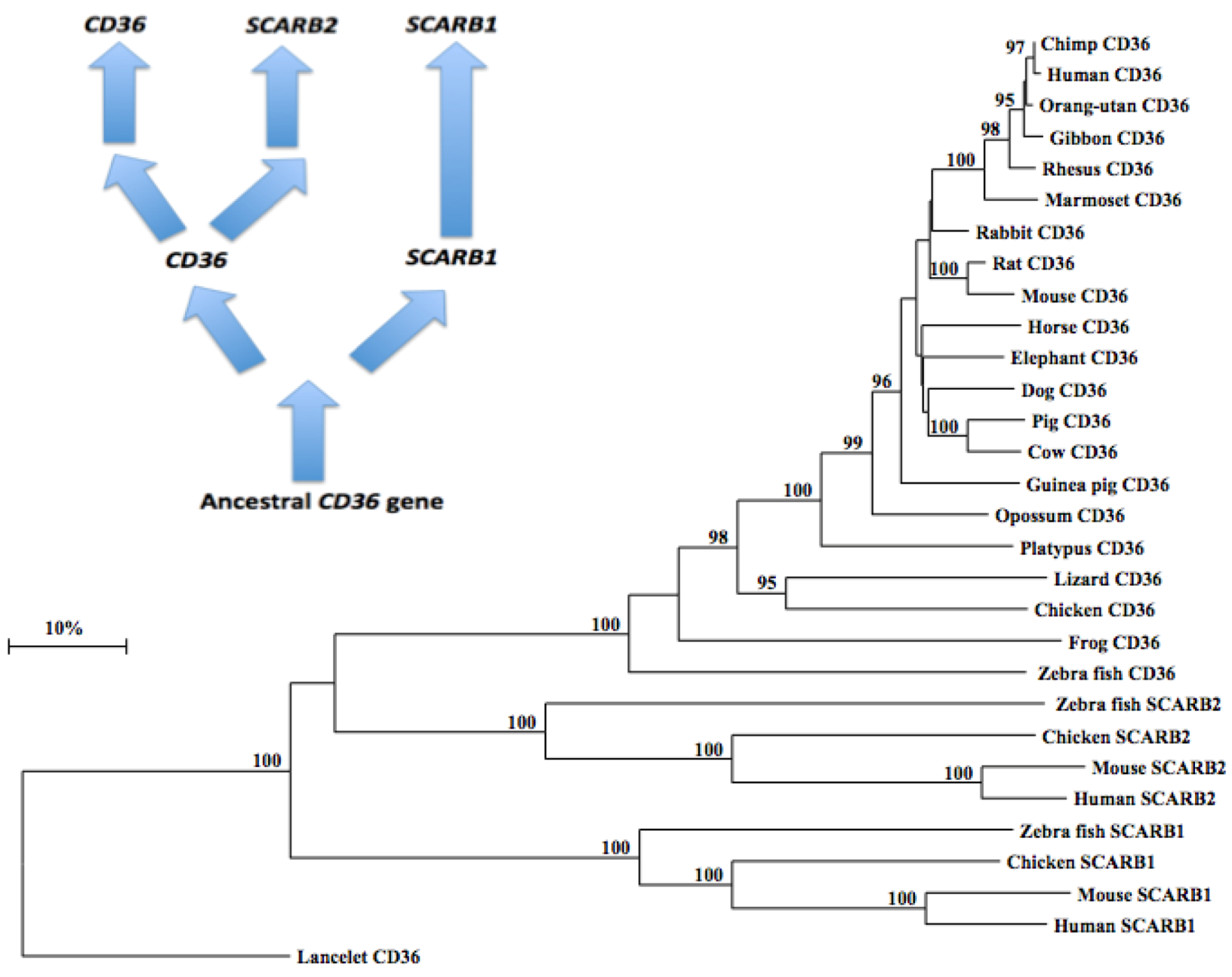 Biomolecules 02 00389 g005