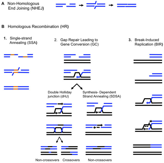 Biomolecules Free Full Text Break Induced Replication And Genome Stability Html Biomolecules Free Full Text Break Induced Replication And Genome Stability Html