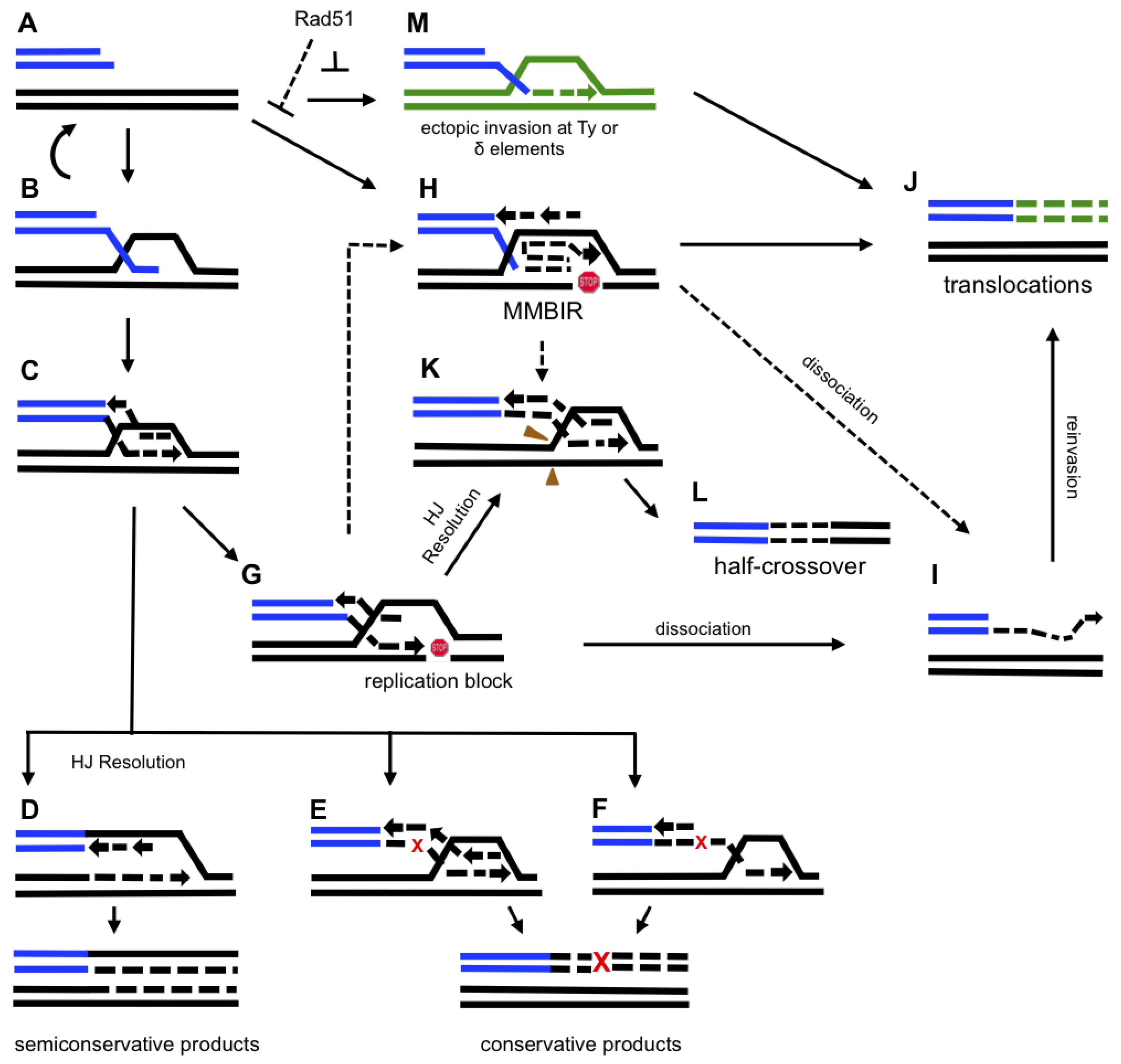 Biomolecules Free Full Text Break Induced Replication And Genome Stability Html Biomolecules Free Full Text Break Induced Replication And Genome Stability Html
