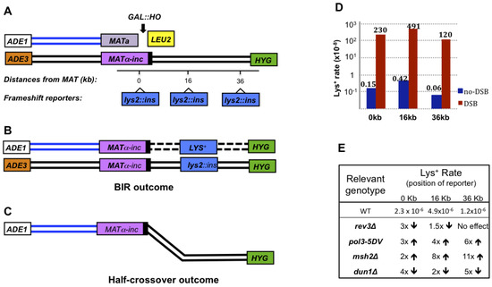 Biomolecules Free Full Text Break Induced Replication And Genome Stability Html
