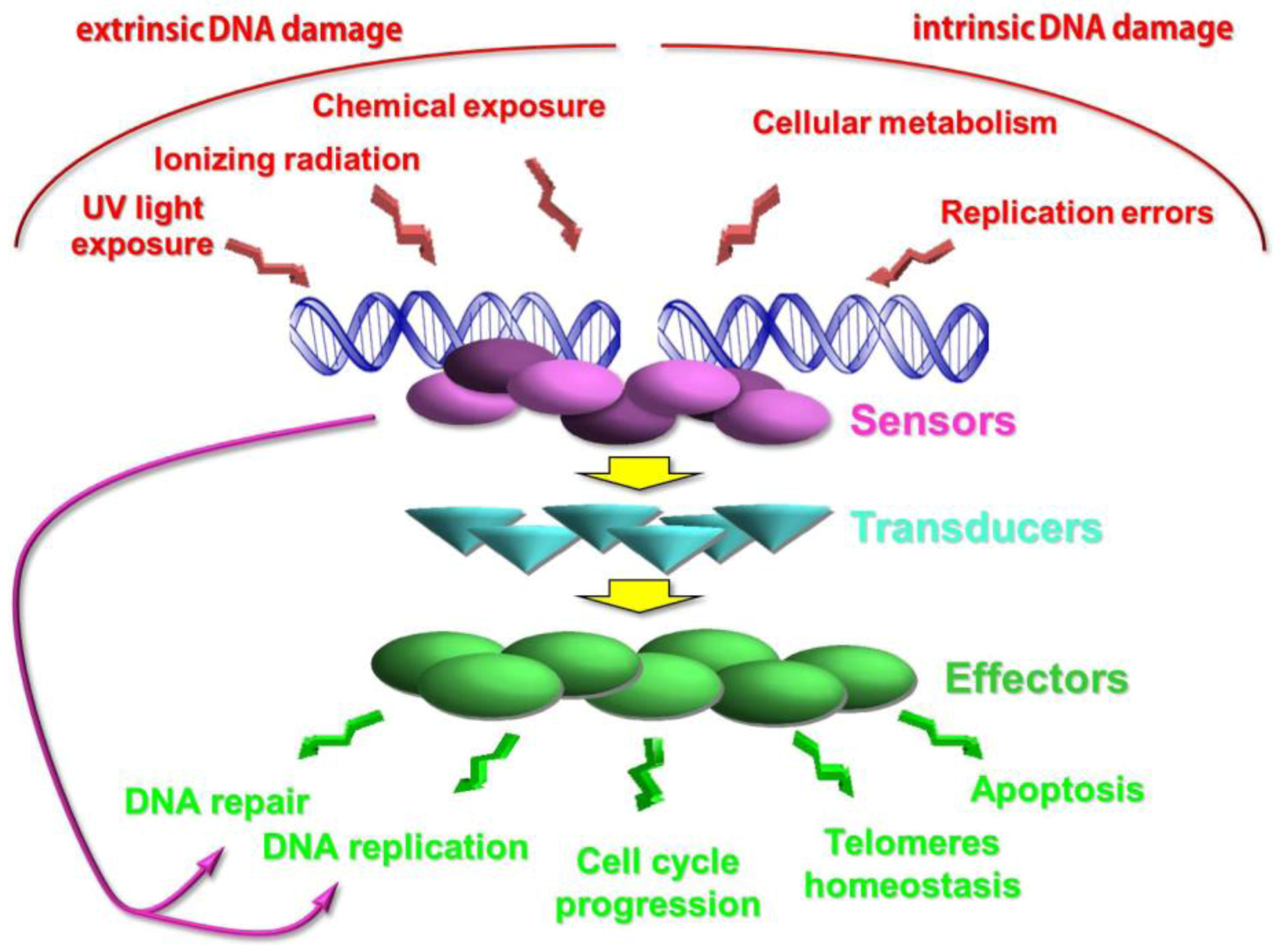 Biomolecules 02 00505 g001