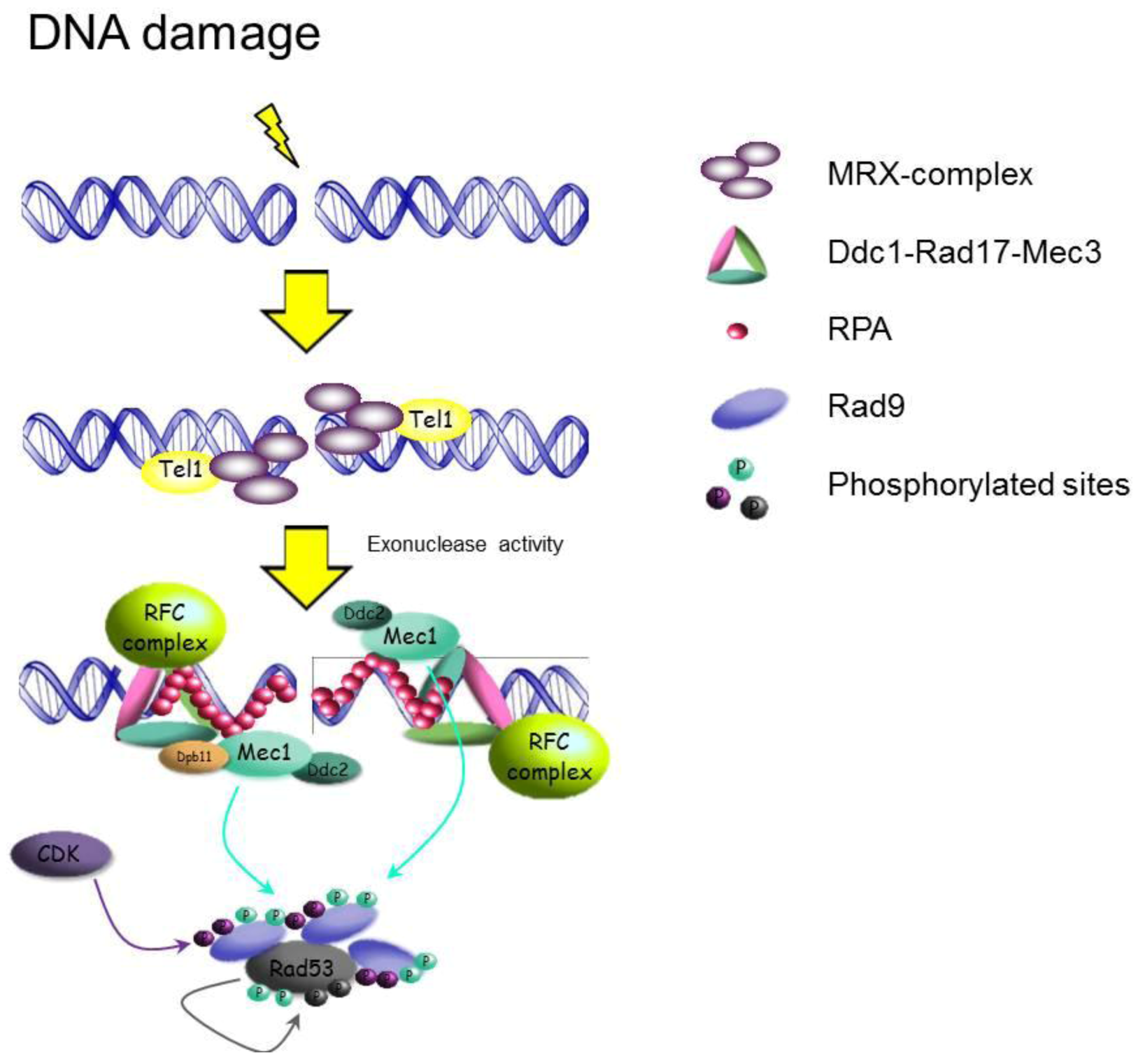 Preserving Yeast Genetic Heritage ... Biology Diagrams