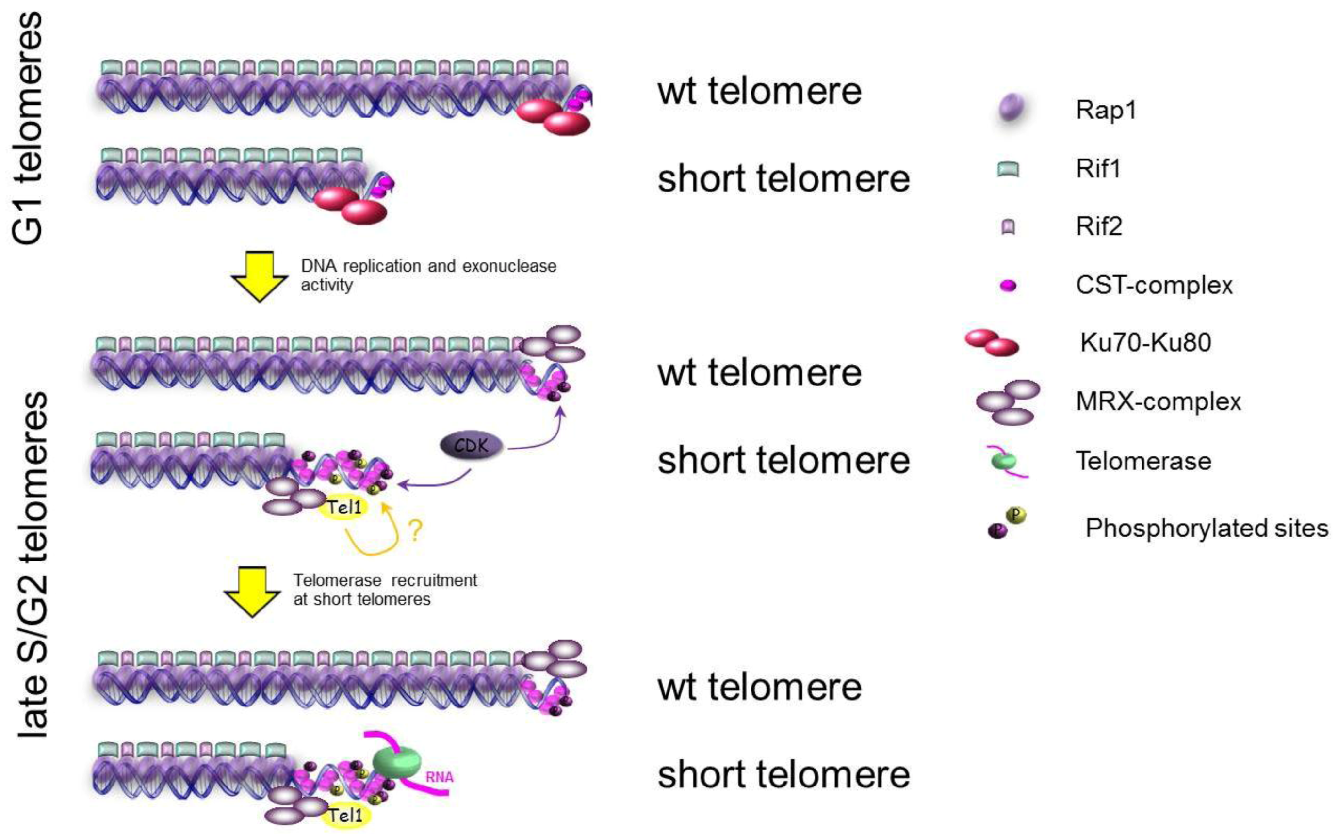 Biomolecules 02 00505 g003
