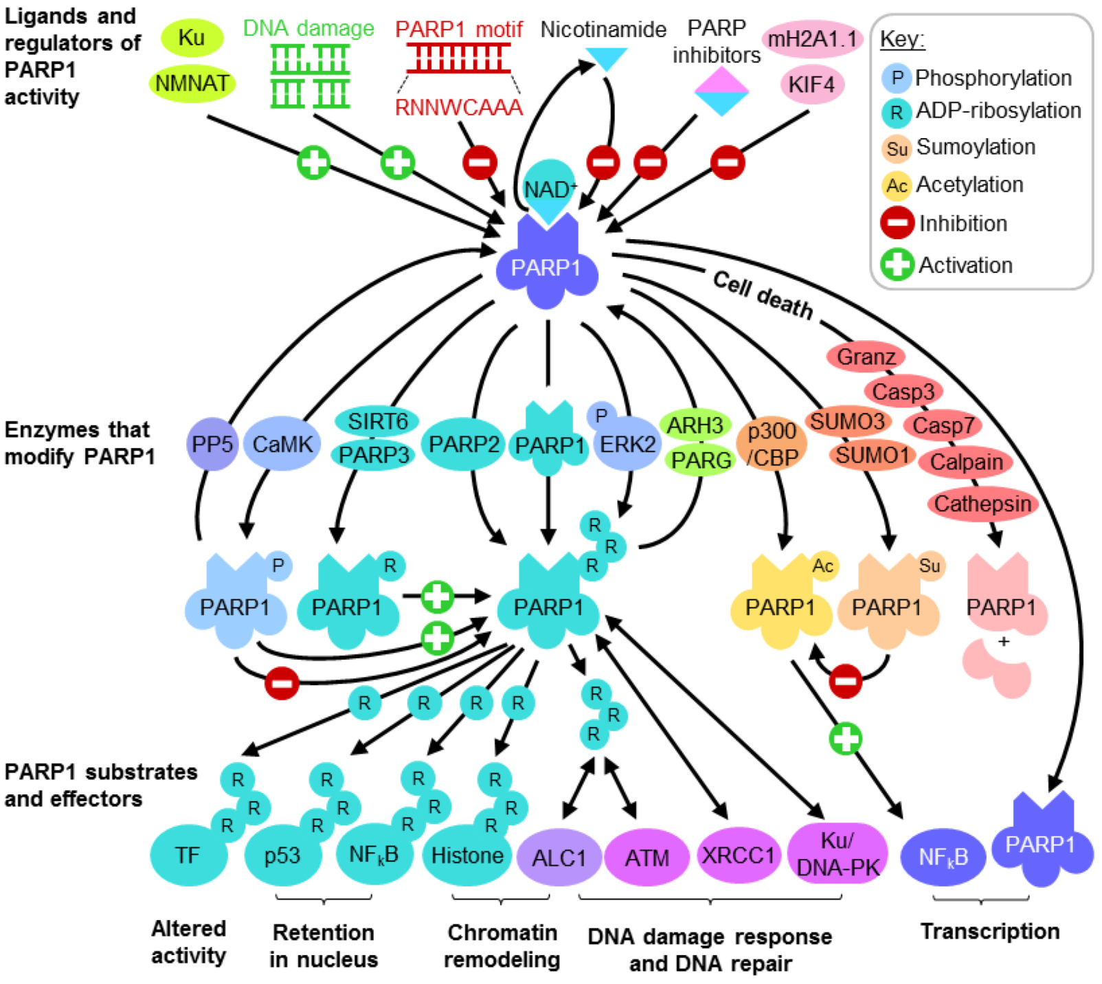 Парп 1. Parp1 parp2. PARP ингибиторы. PARP DNA. Белок parp1,.