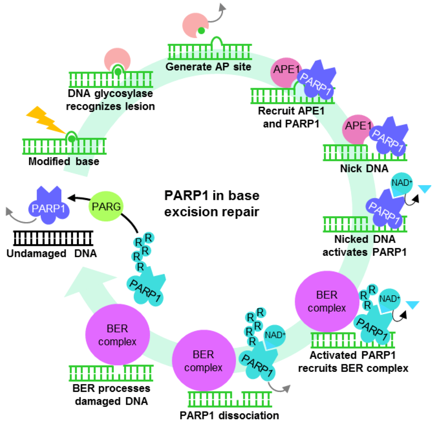 Biomolecules 02 00524 g002