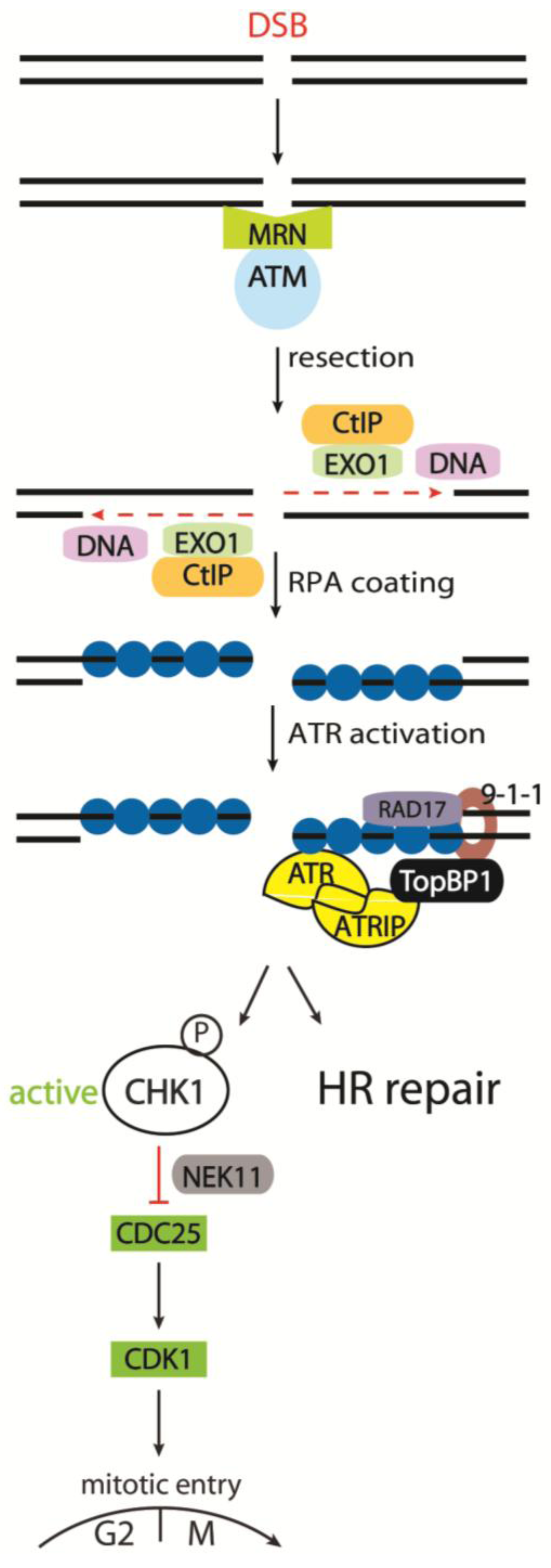 Pathways for Genome Integrity in G2 ... Biology Diagrams