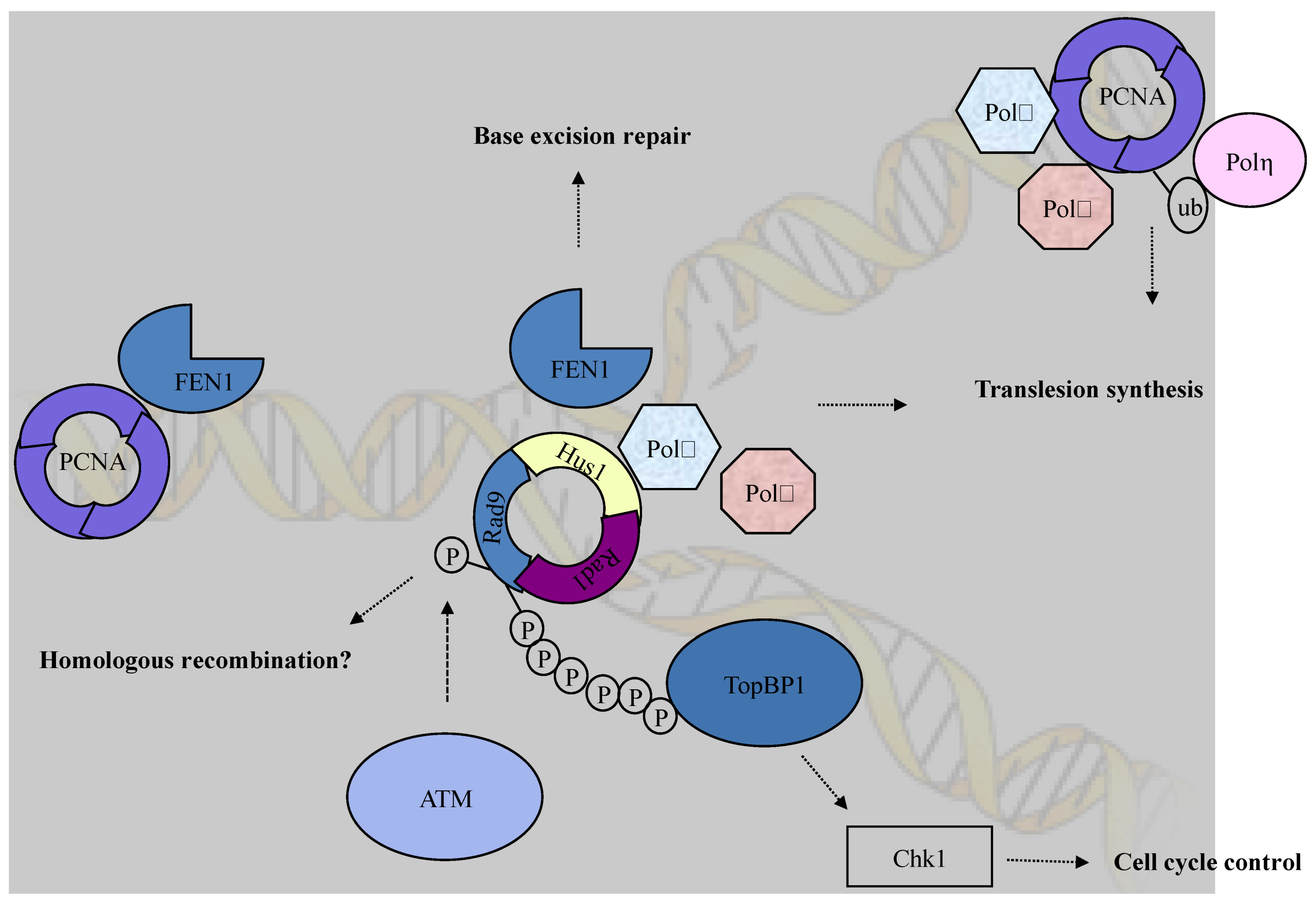 Biomolecules 03 00075 g001