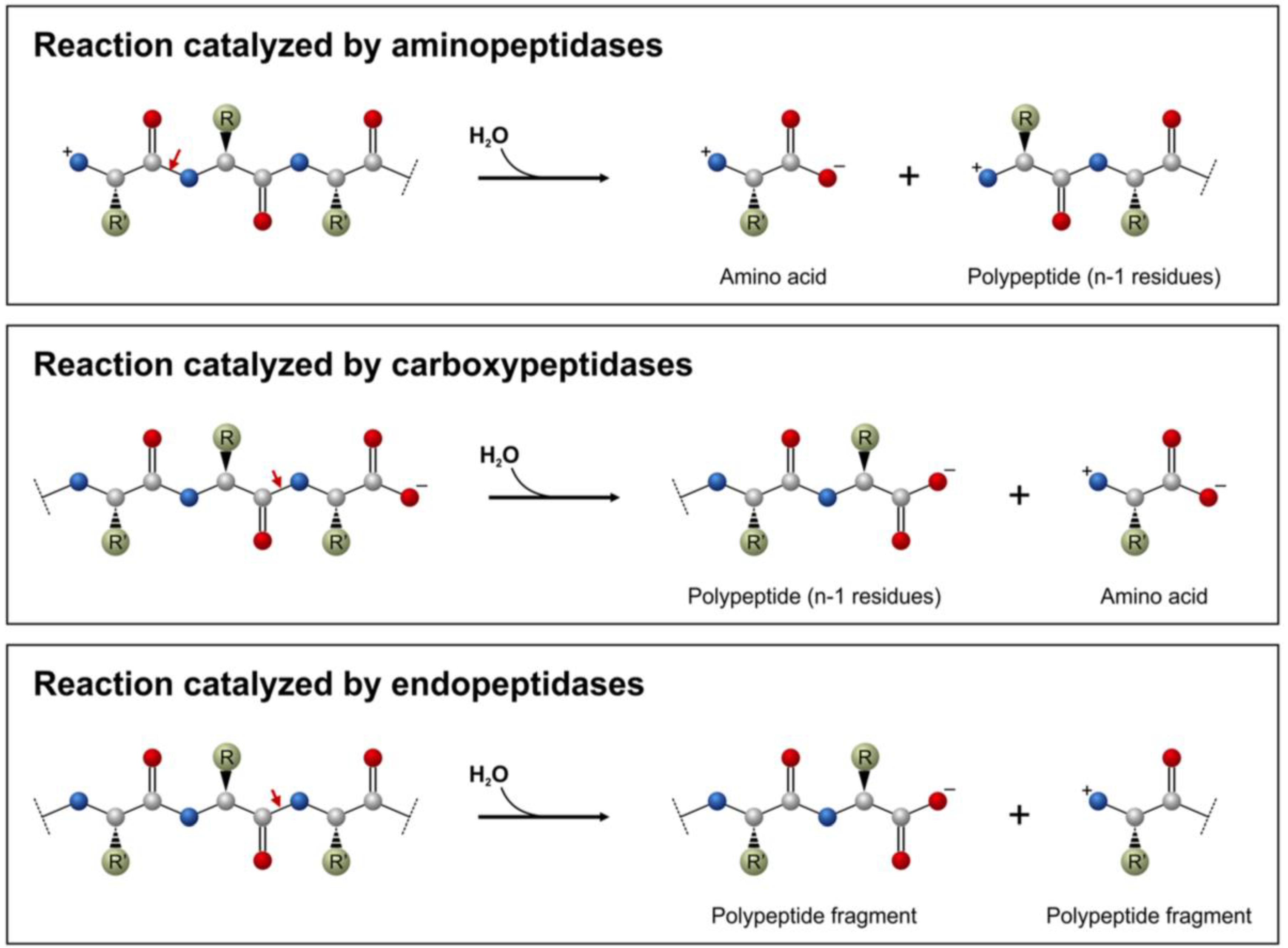 Полипептид 7. Механизм активации карбоксипептидазы. Карбоксипептидаза биохимия. Карбоксипептидаза катализирует. Карбоксипептидаза расщепляет связи.