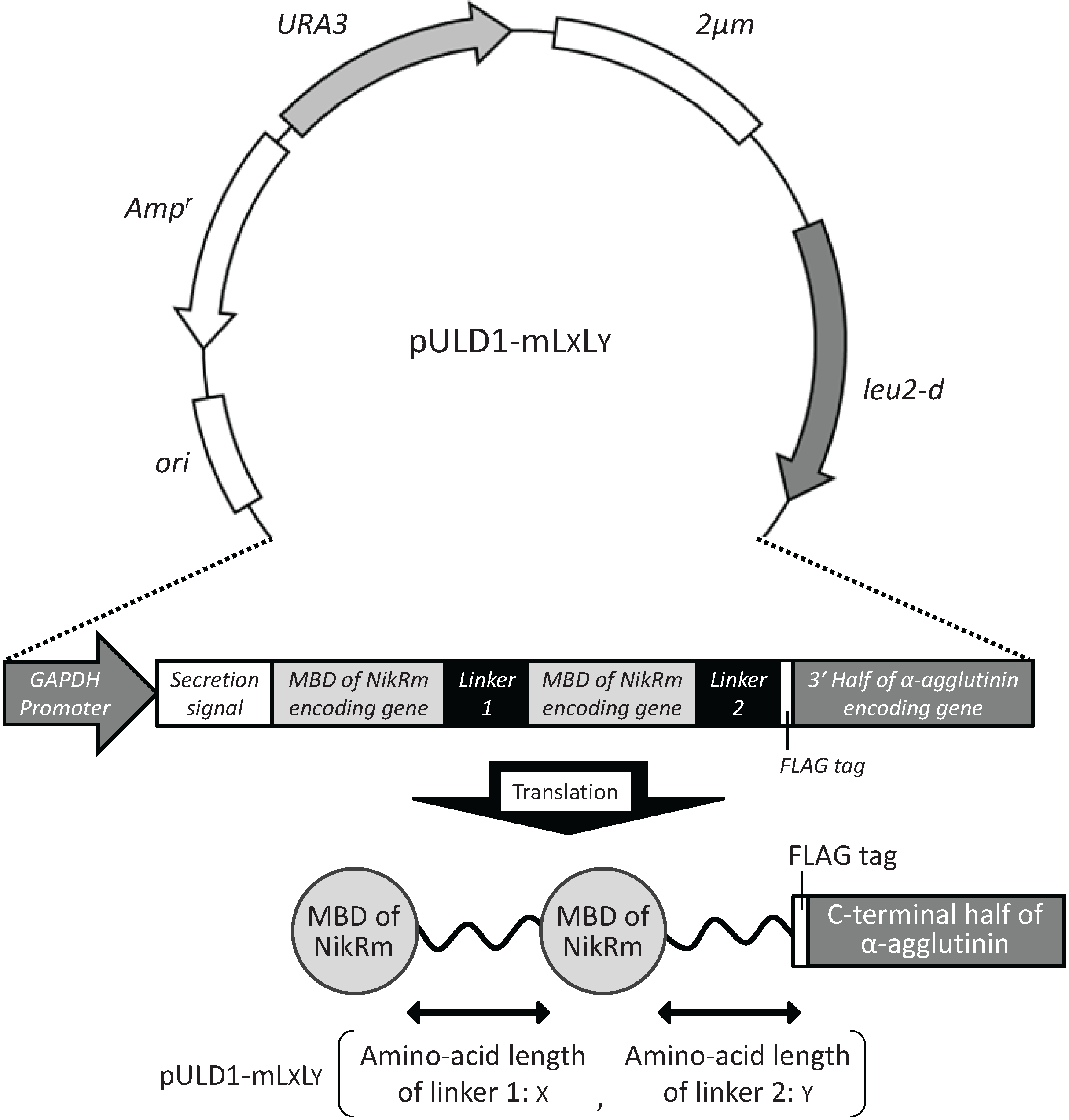 Biomolecules 04 00390 g001 1024