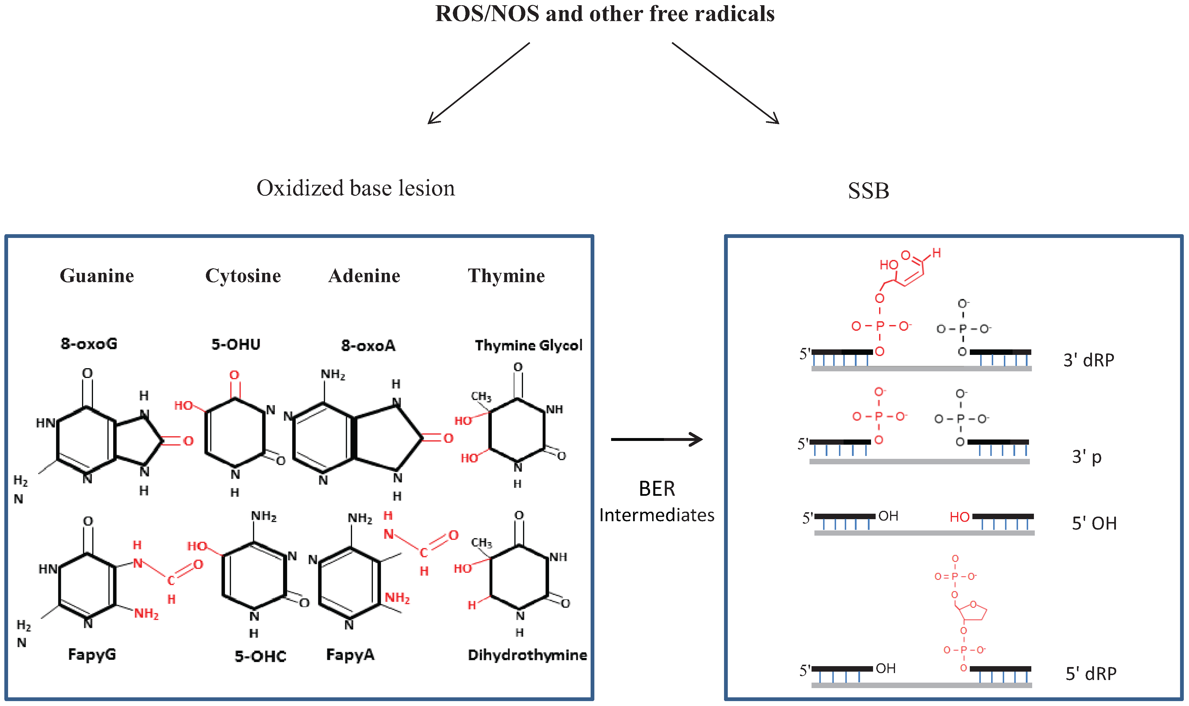 Biomolecules 04 00678 g001 1024