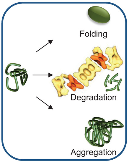 chaperone proteins in mad cow disease chaperone proteins in mad cow disease