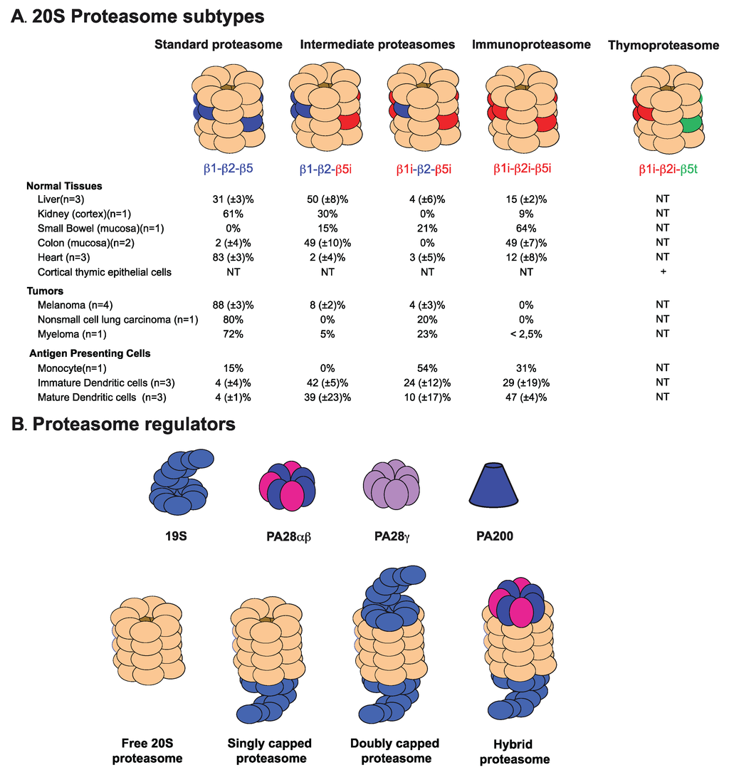 Proteasome Subtypes and Regulators in the Processing of Proteasome Subtypes and Regulators in the Processing of