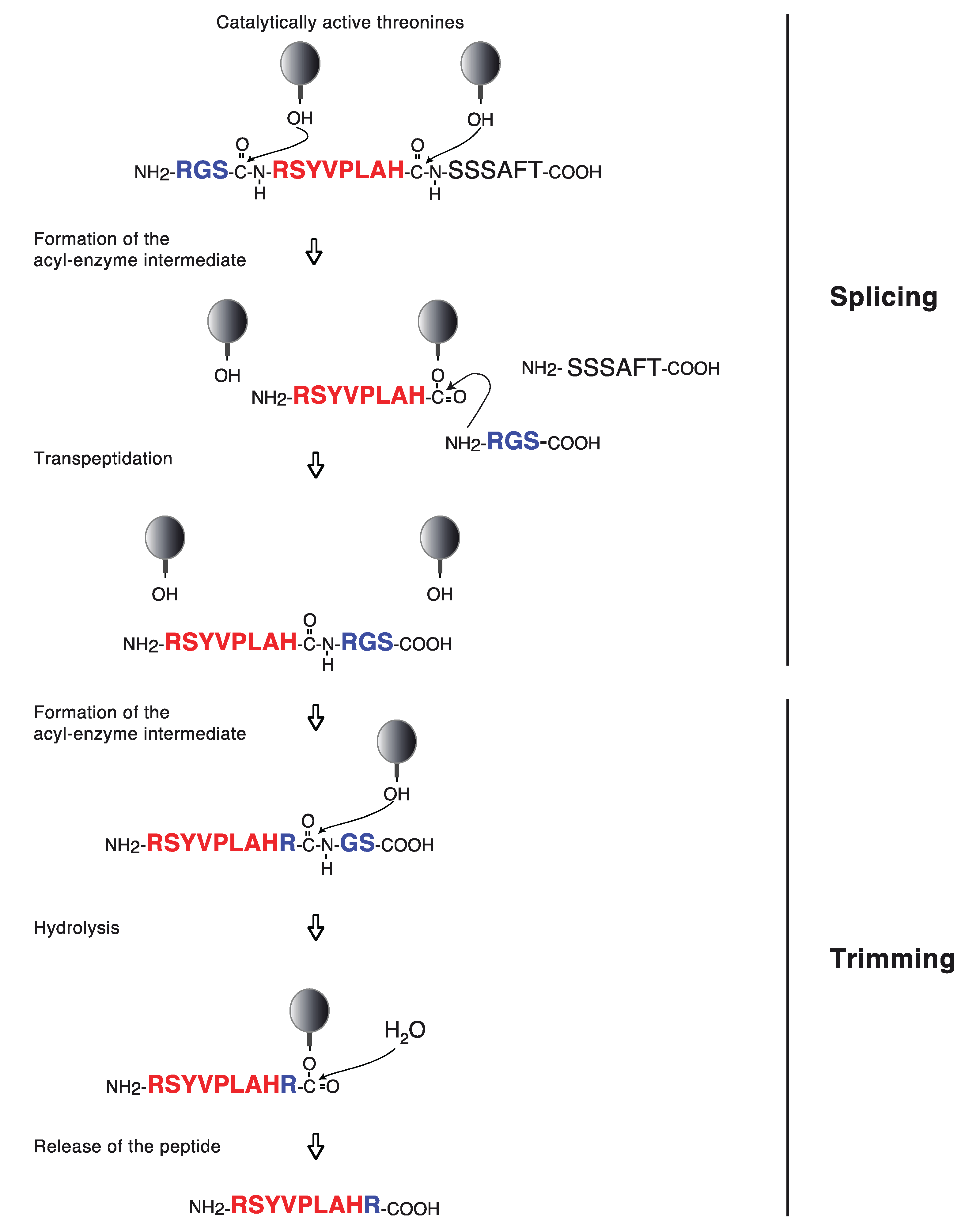 Biomolecules | Free Full-Text | Proteasome Subtypes and Regulators 