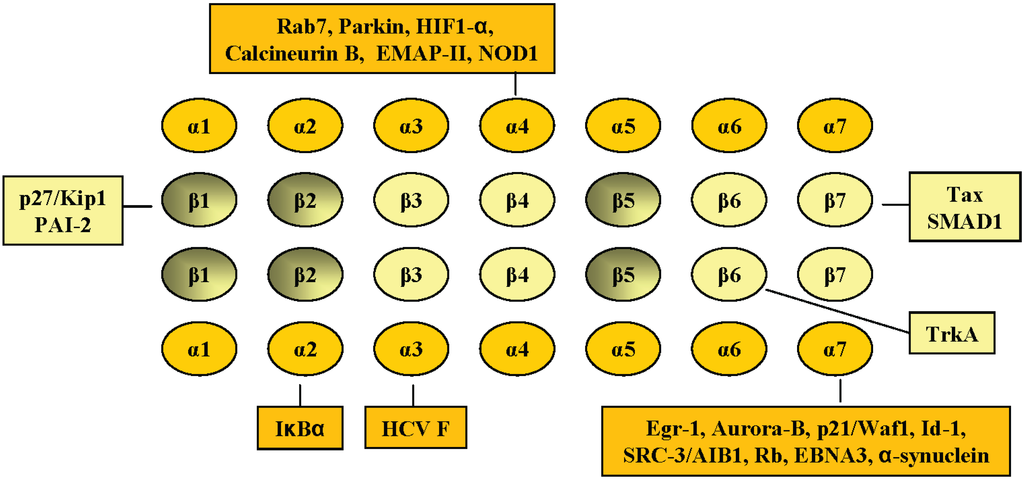 Proteins Directly Interacting with Mammalian 20S Proteasomal