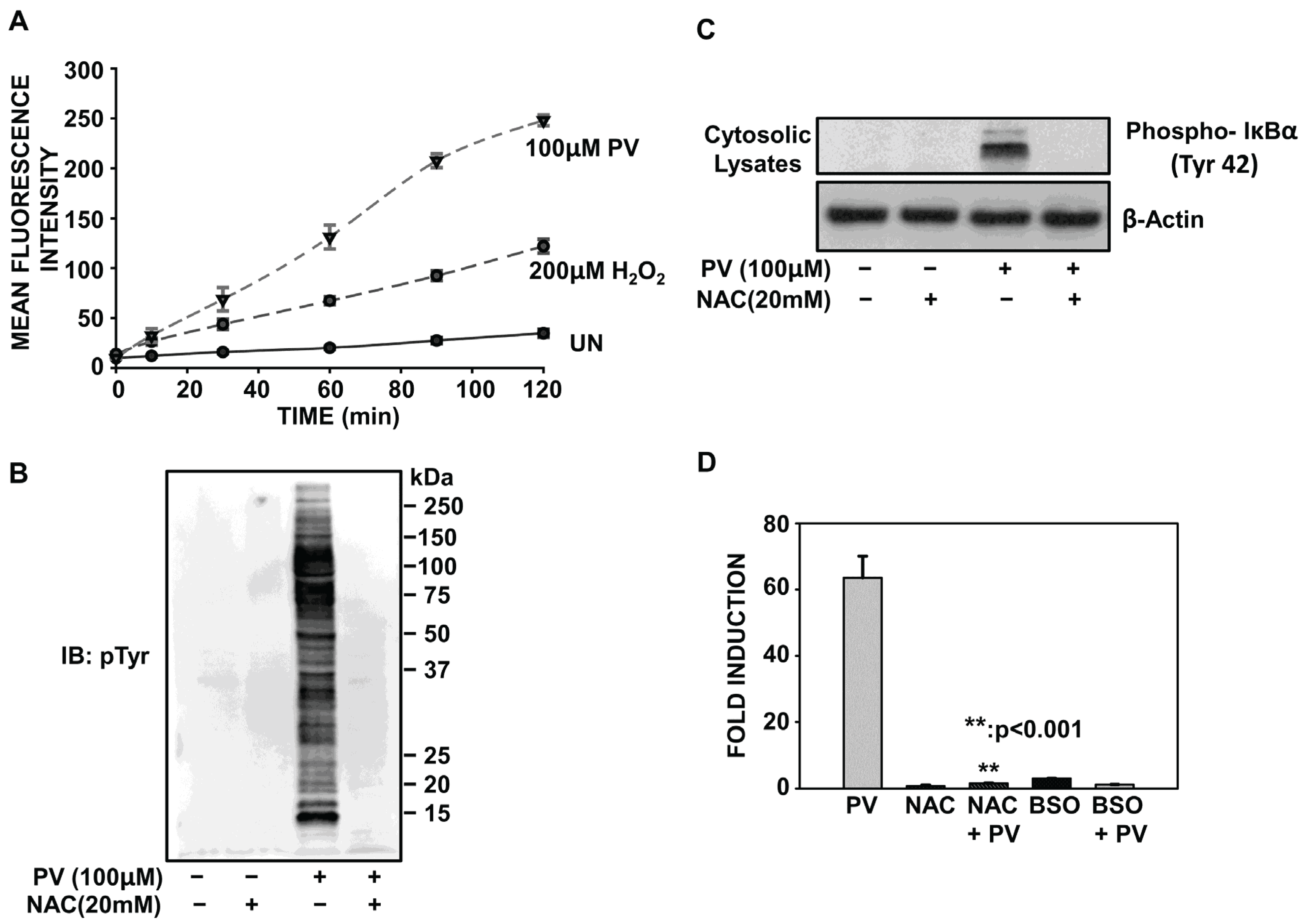 Redox-Regulated Pathway of Tyrosine Phosphorylation