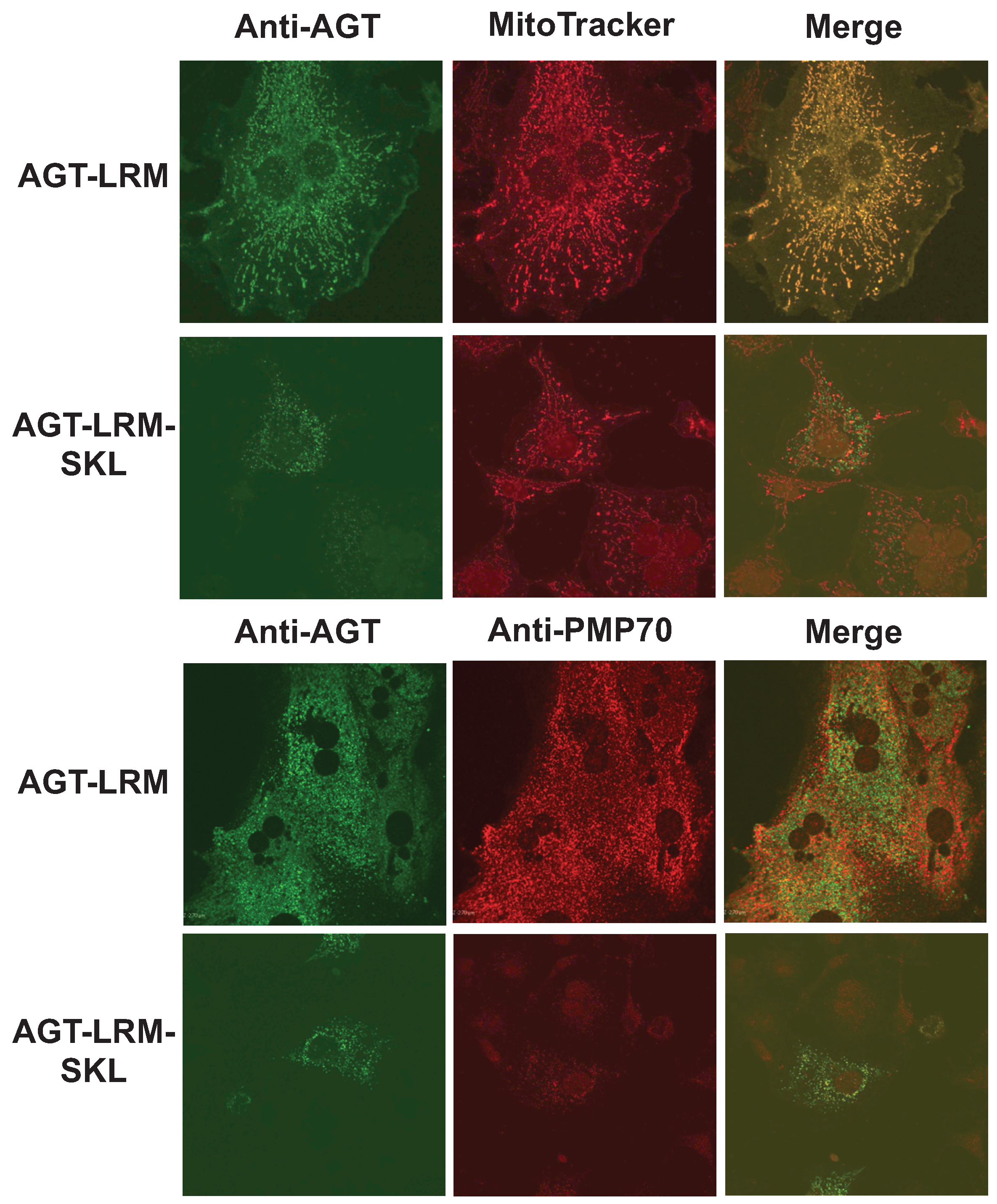 Biomolecules 05 00121 g010 1024