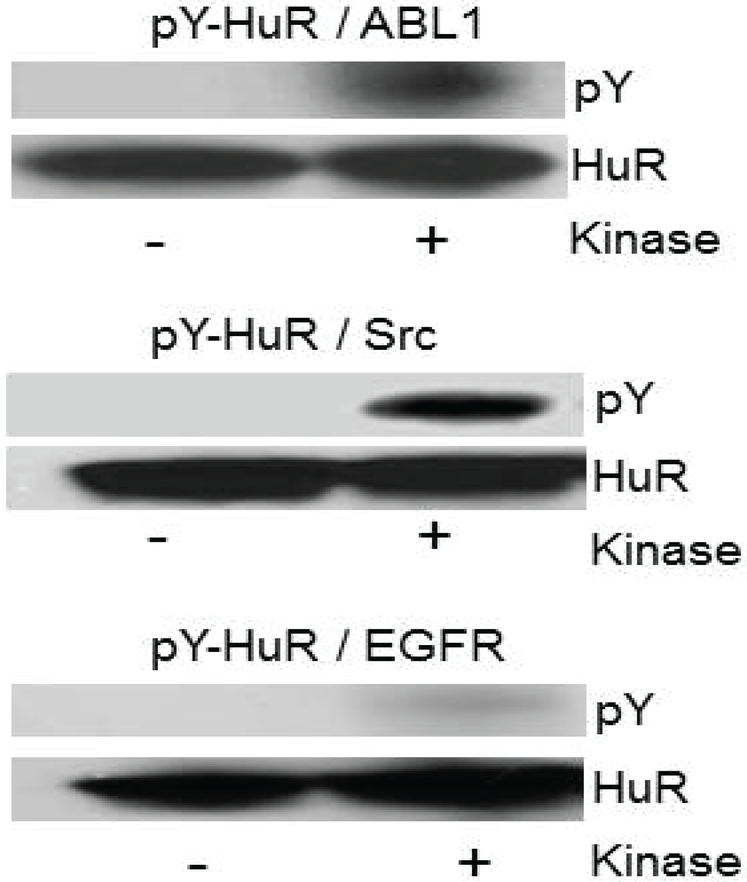 Biomolecules 05 00263 g005