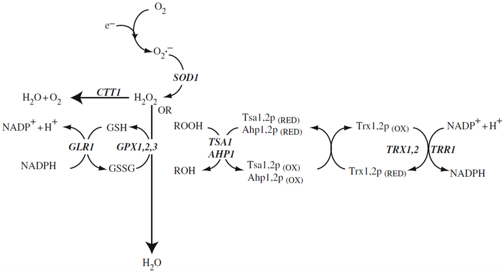 Biomolecules, Free Full-Text