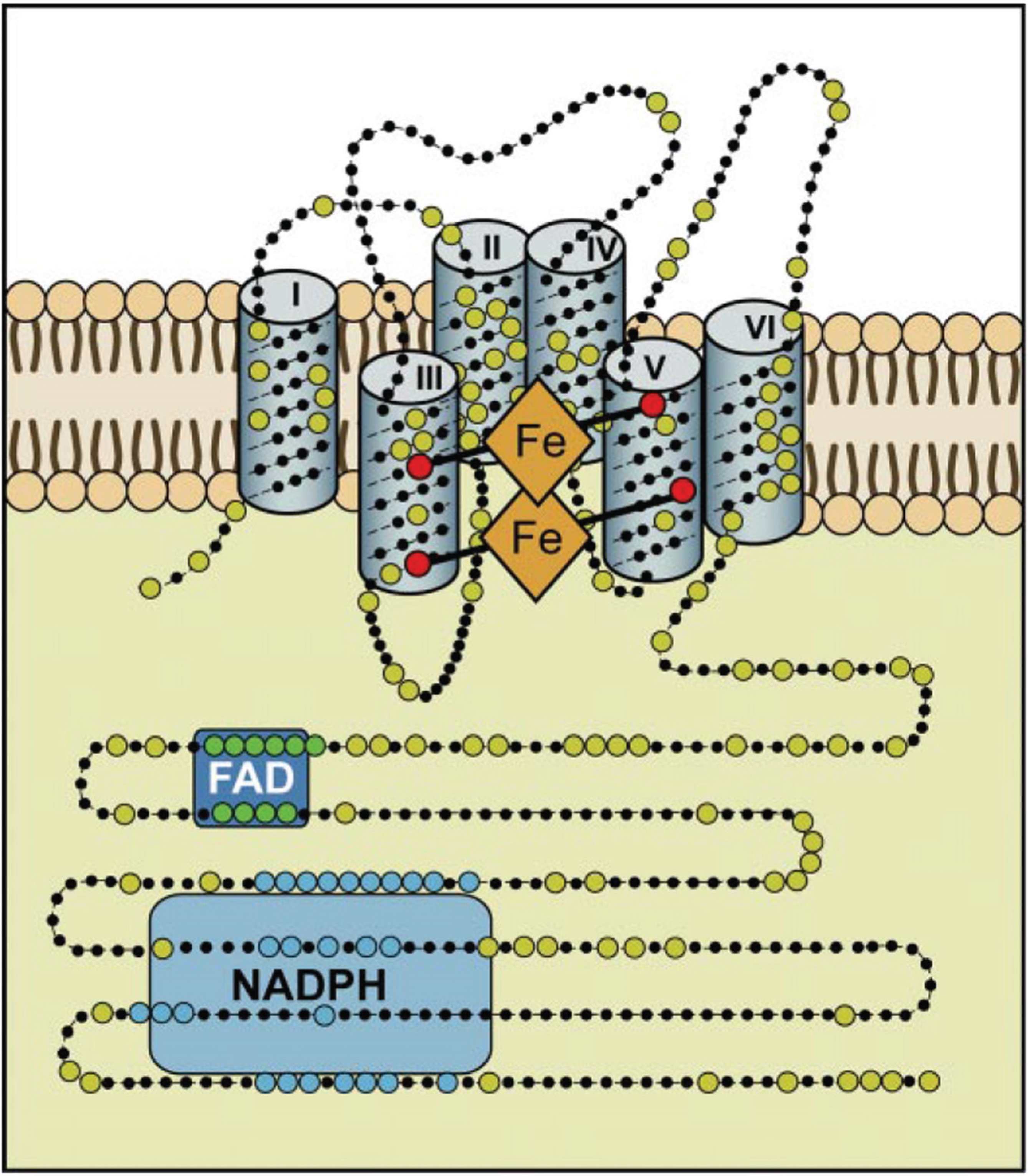 Biomolecules 05 00318 g003 1024
