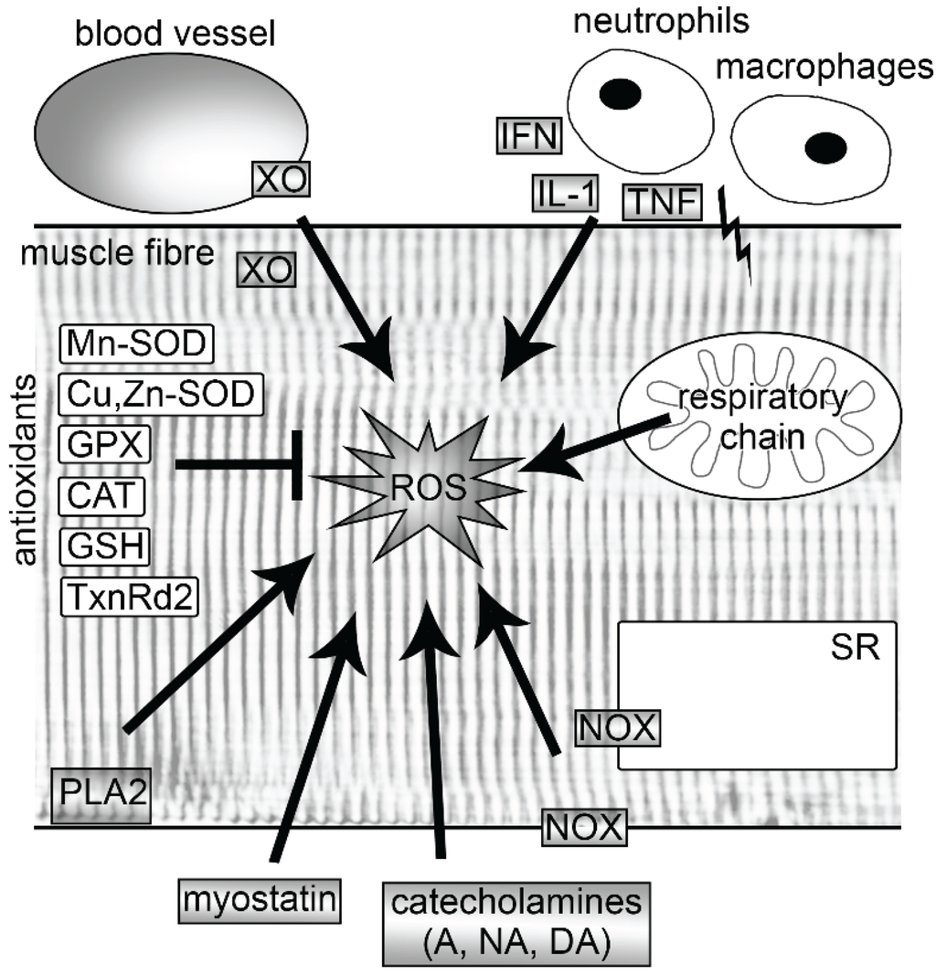 Biomolecules 05 00356 g001 1024