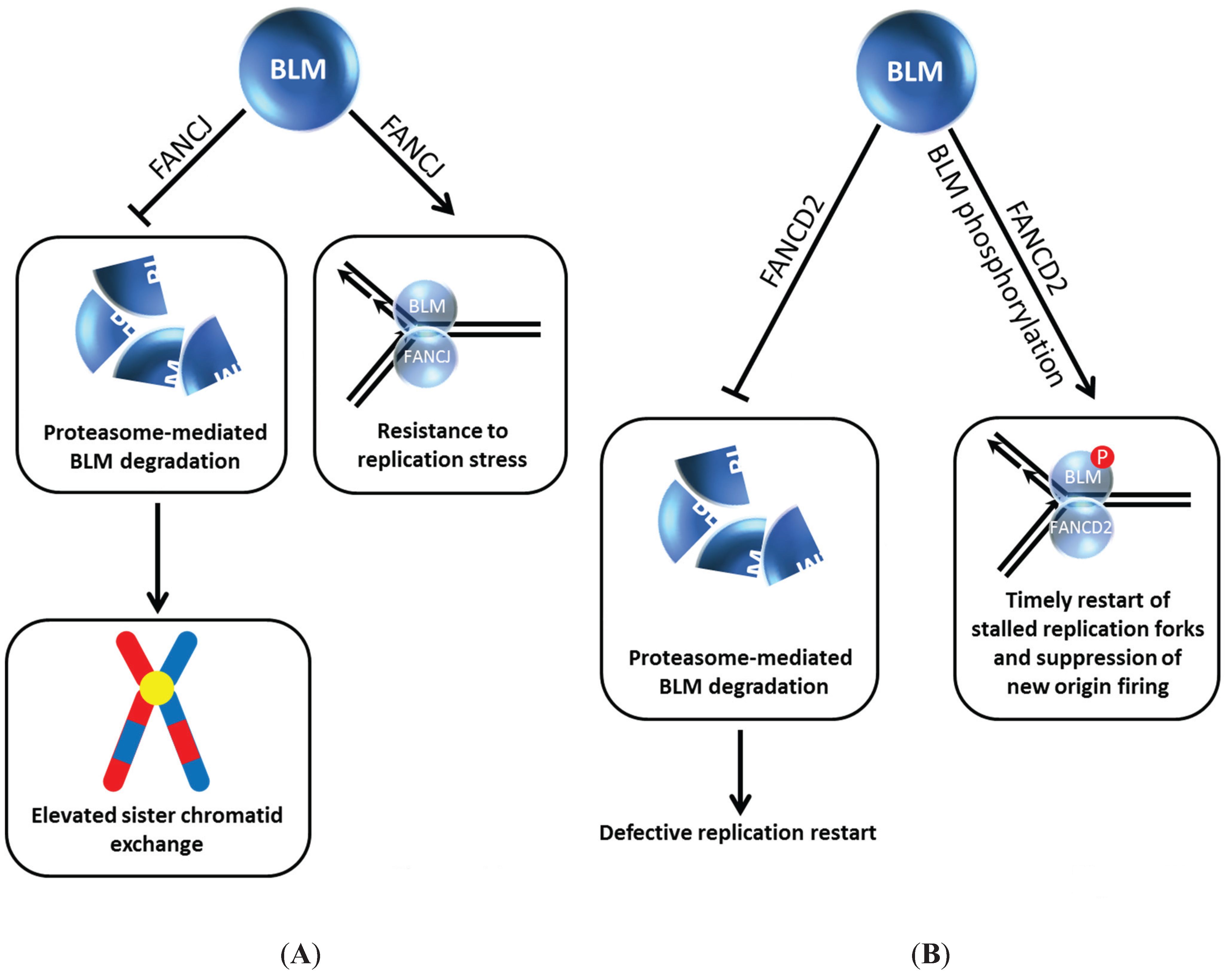 Biomolecules 05 00590 g004 1024