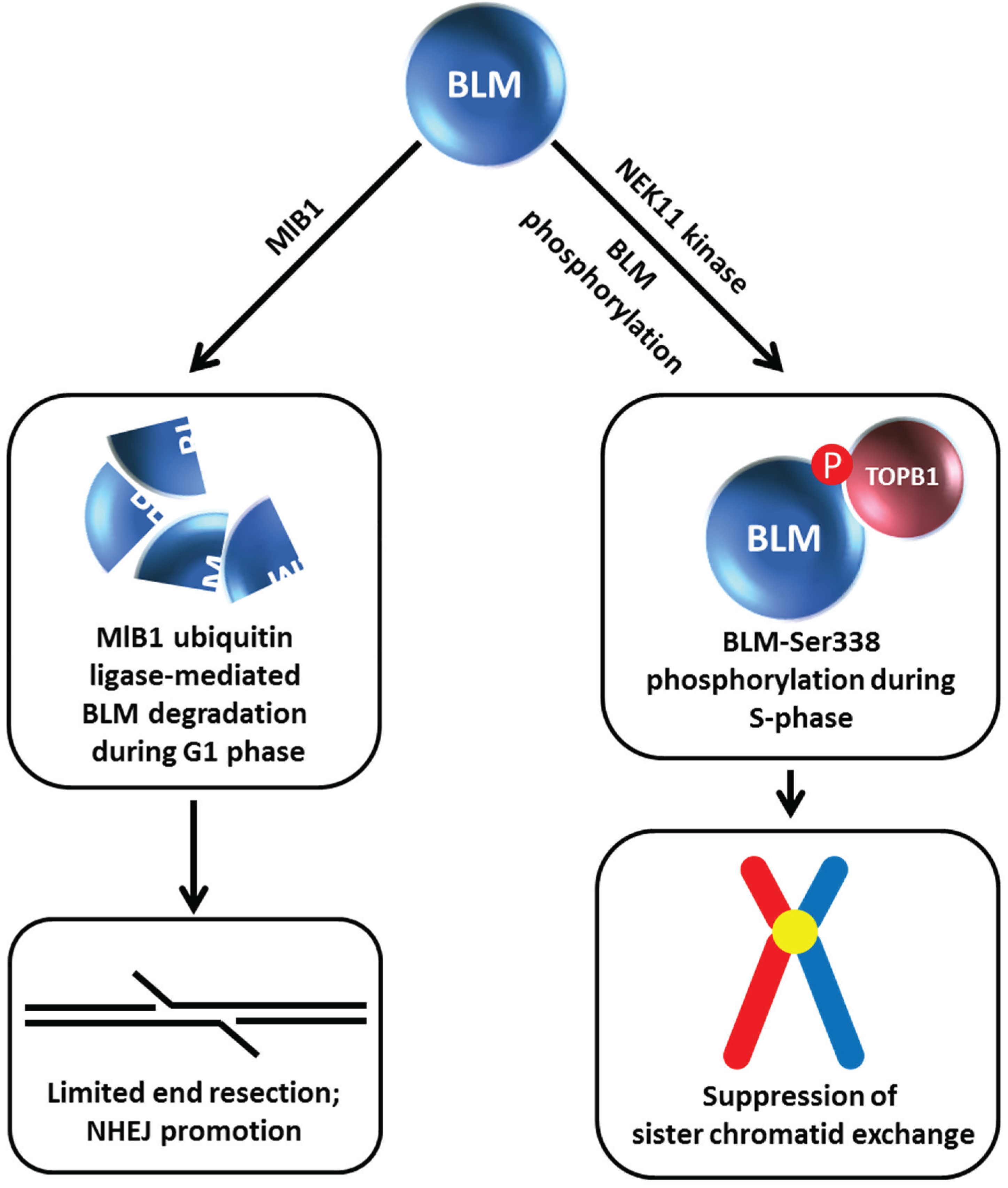 Biomolecules 05 00590 g005 1024
