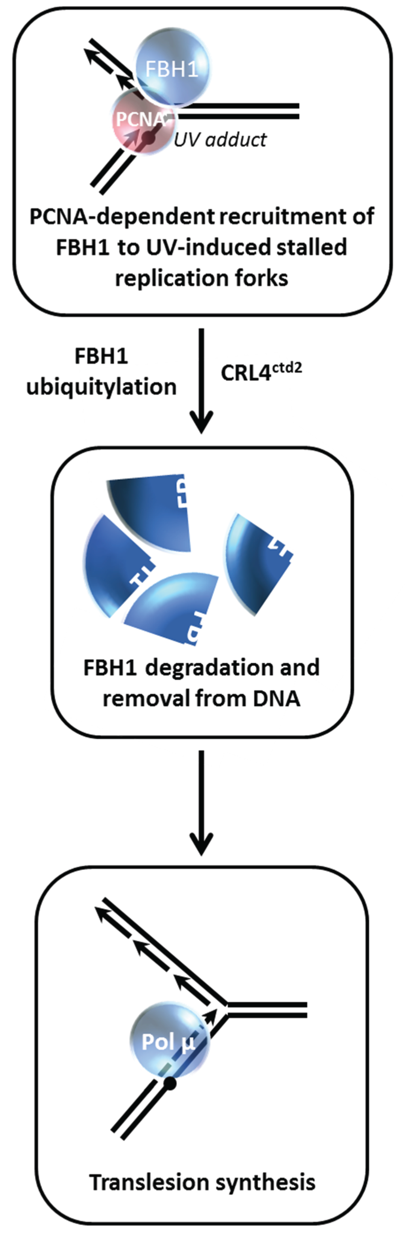 Biomolecules 05 00590 g009 1024